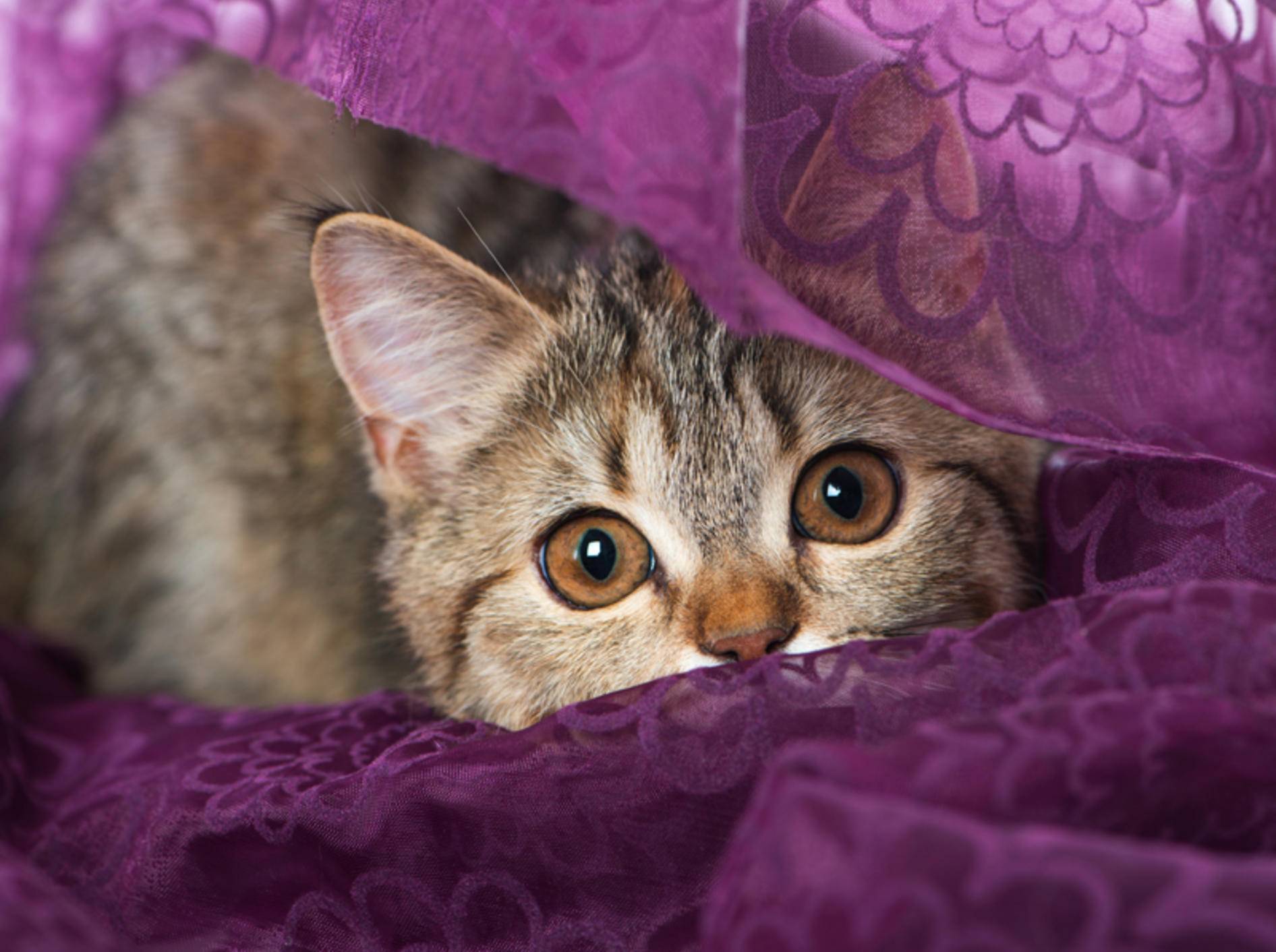 Ihre sonst muntere Katze versteckt sich und wirkt ängstlich? Solche Verhaltensauffälligkeiten sollten Sie aufmerksam beobachten – Shutterstock / Dora Zett