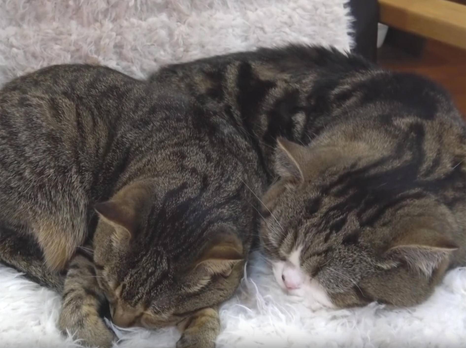 Maru und Hana kuscheln und machen ein Nickerchen – YouTube / mugumogu