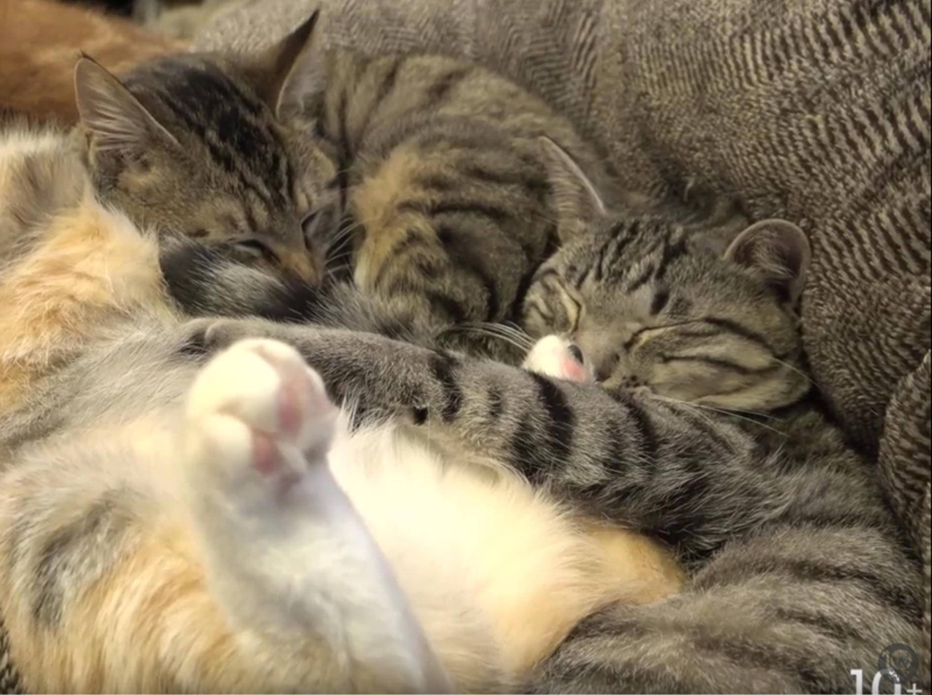Schmusenickerchen in japanischer Katzen-WG – YouTube / 10 Cats.