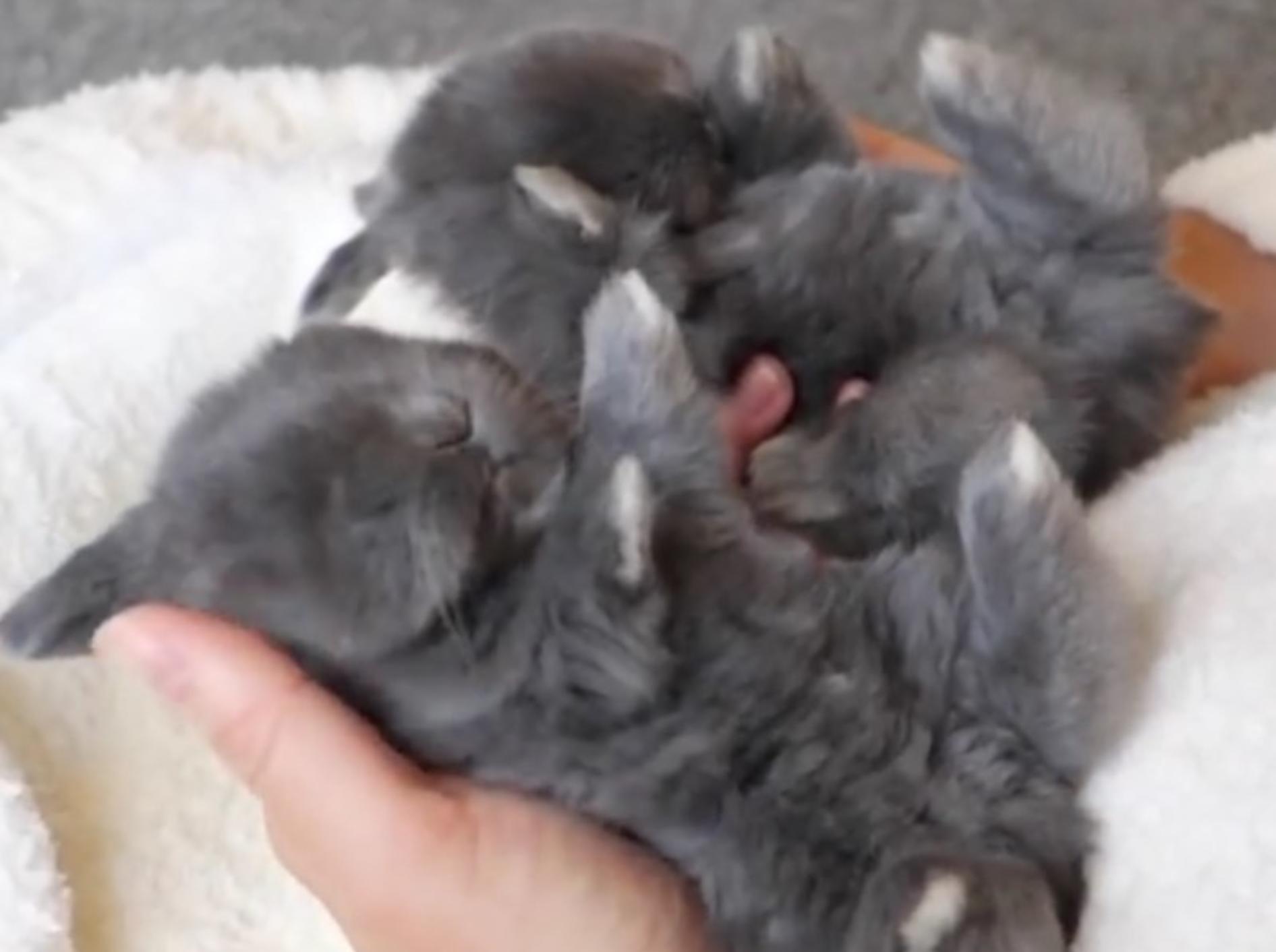 Die zwei grauen Kaninchenbabys sind süßer als süß – YouTube / My BB Bunny