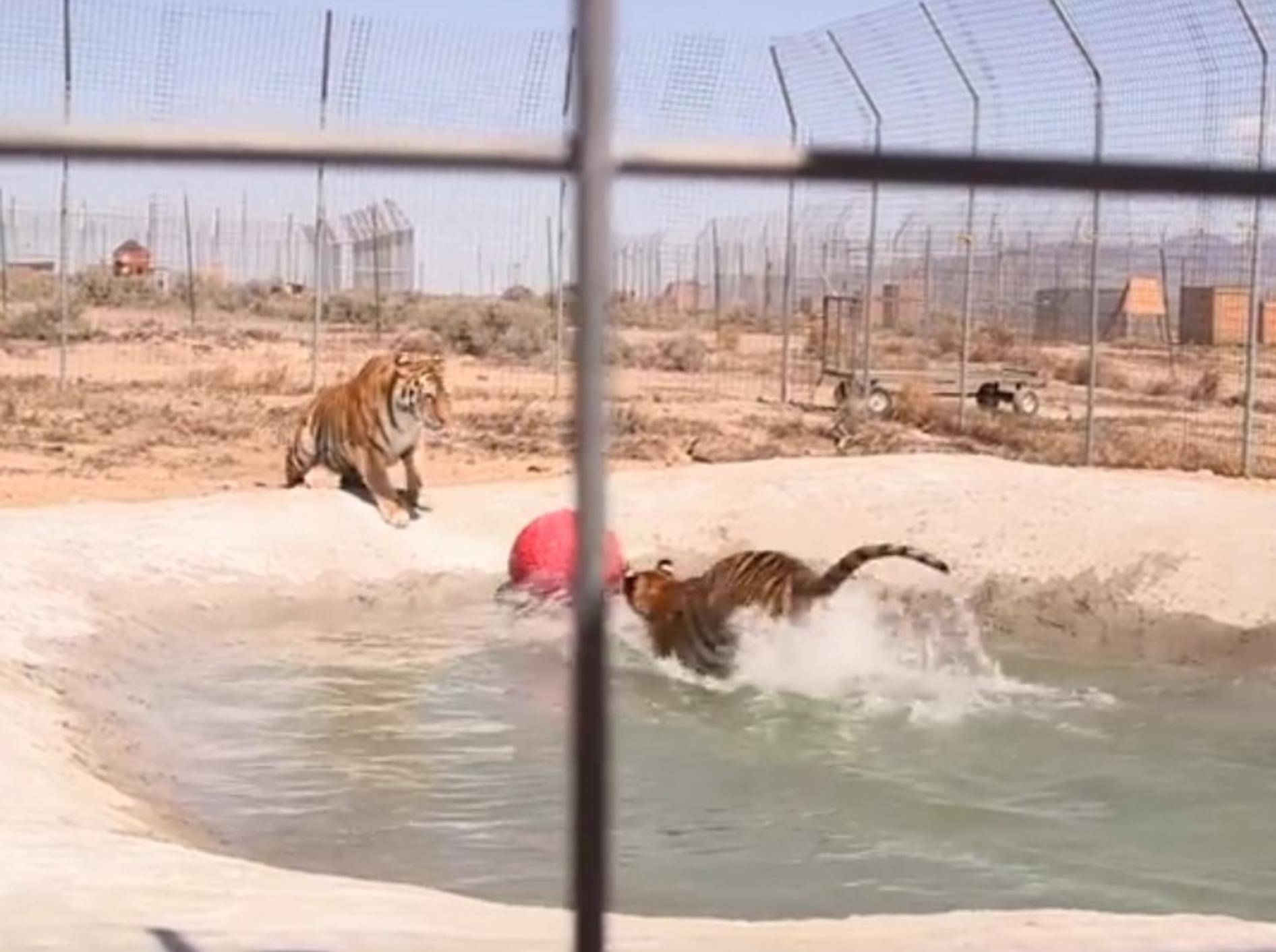 So viel Spaß haben die beiden Tiger Lily und Carli in ihrem eigenen Pool – YouTube / IFAW - International Fund For Animal Welfare