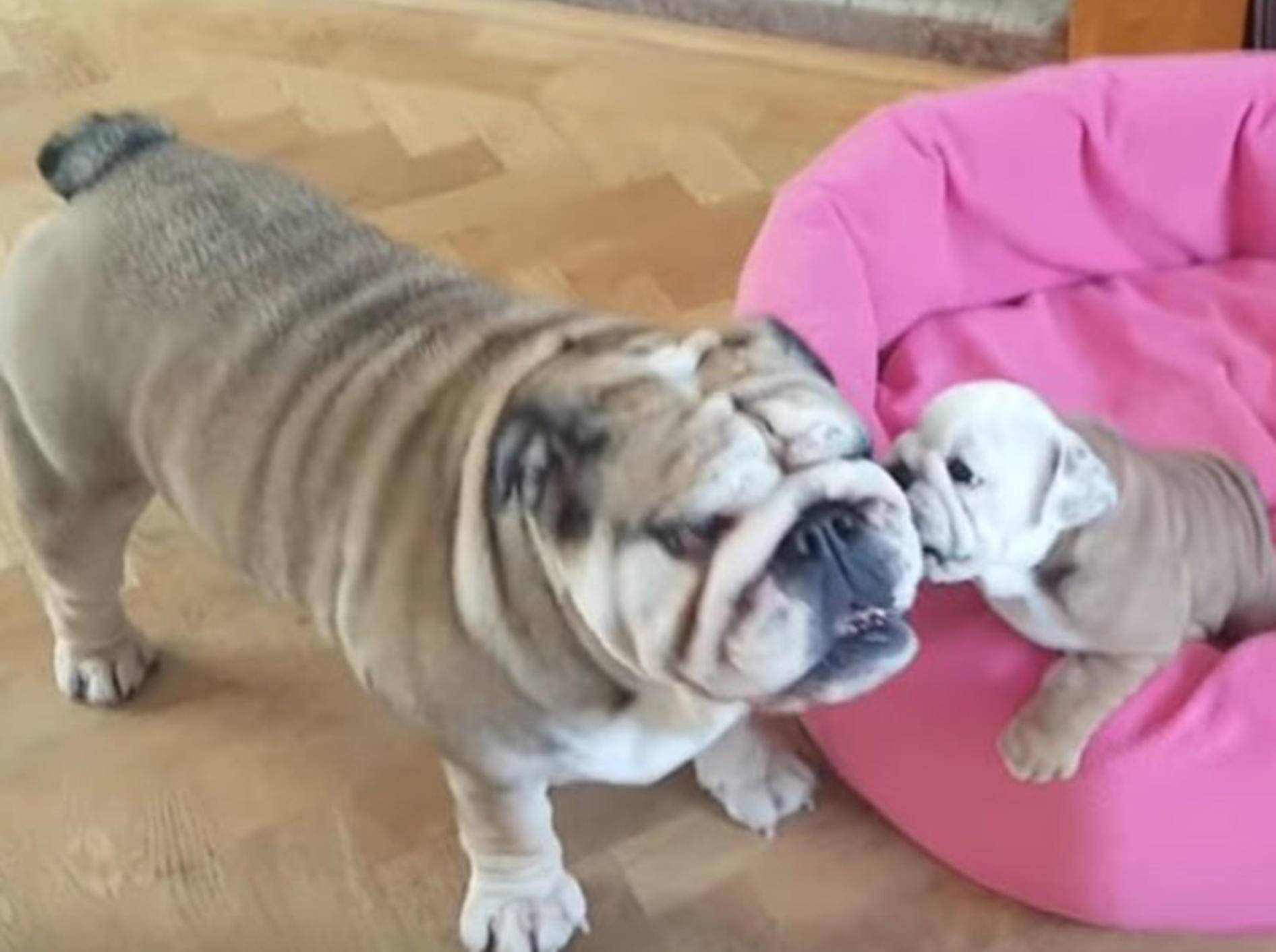 Bulldoggen-Welpe will von seiner Mama bespaßt werden – YouTube / Rumble Viral