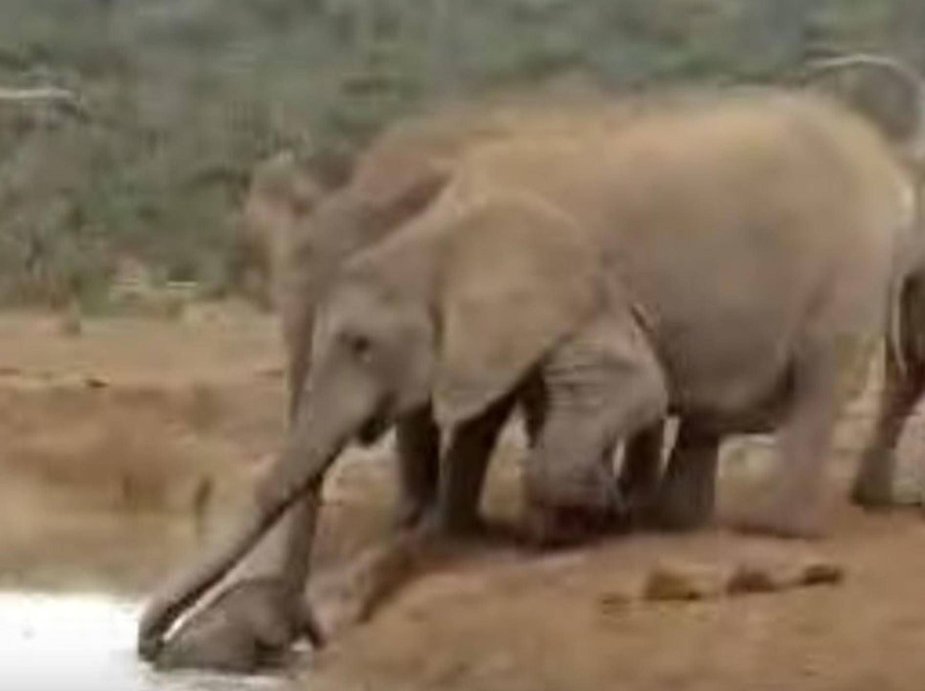 Mit vereinten Kräften gelingt den Elefanten-Damen die Rettung des Babyelefanten aus dem Wasserloch – YouTube / karenjohnstonuk