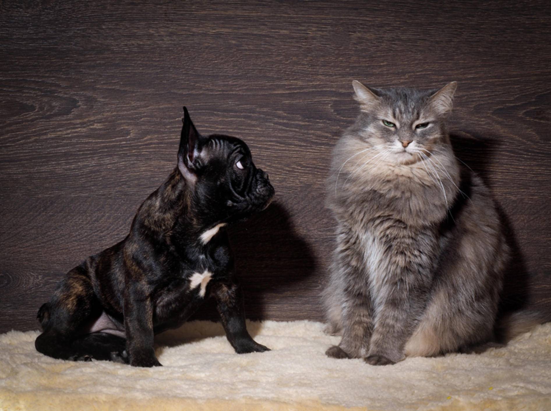 Diese kleine Französische Bulldogge scheint Angst vor der Katze zu haben – Shutterstock / Irina Kozorog