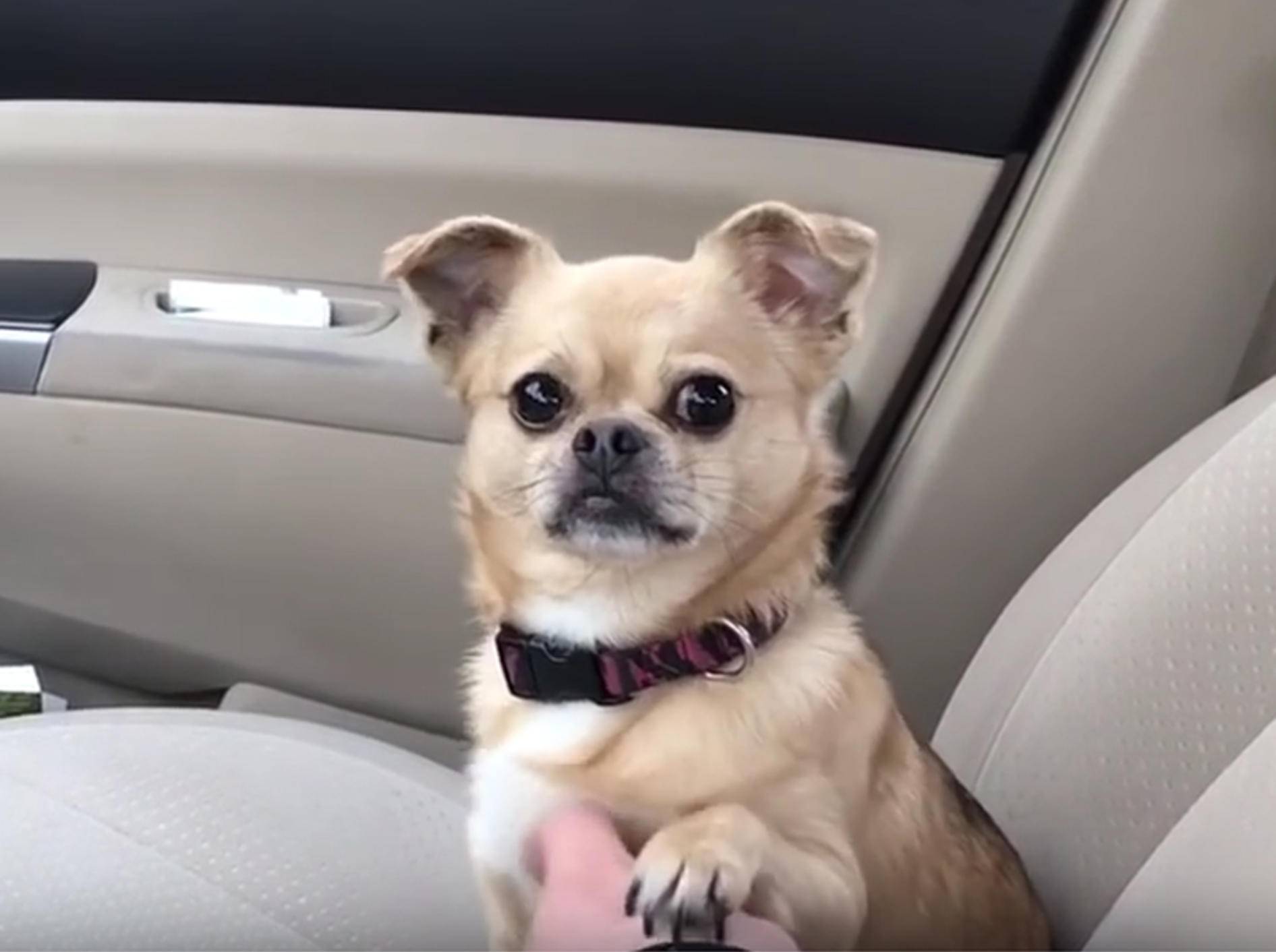 Hundedame Penny will auf keinen Fall zum Tierarzt – YouTube / Rumble Viral