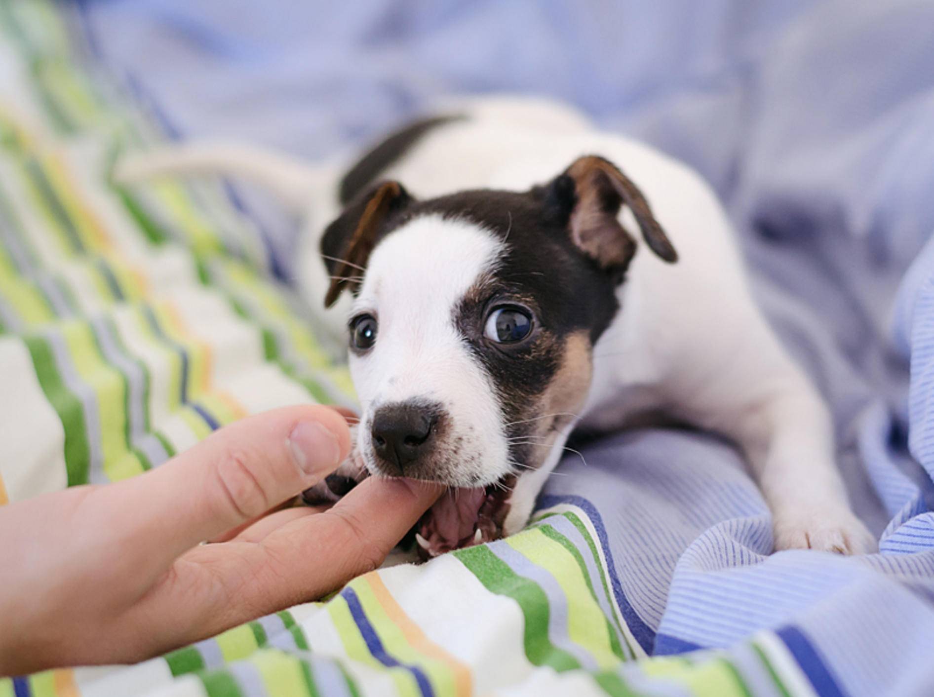 Die Beißhemmung lernen Hunde am besten bereits als Welpe – Shutterstock / Mila Porytska