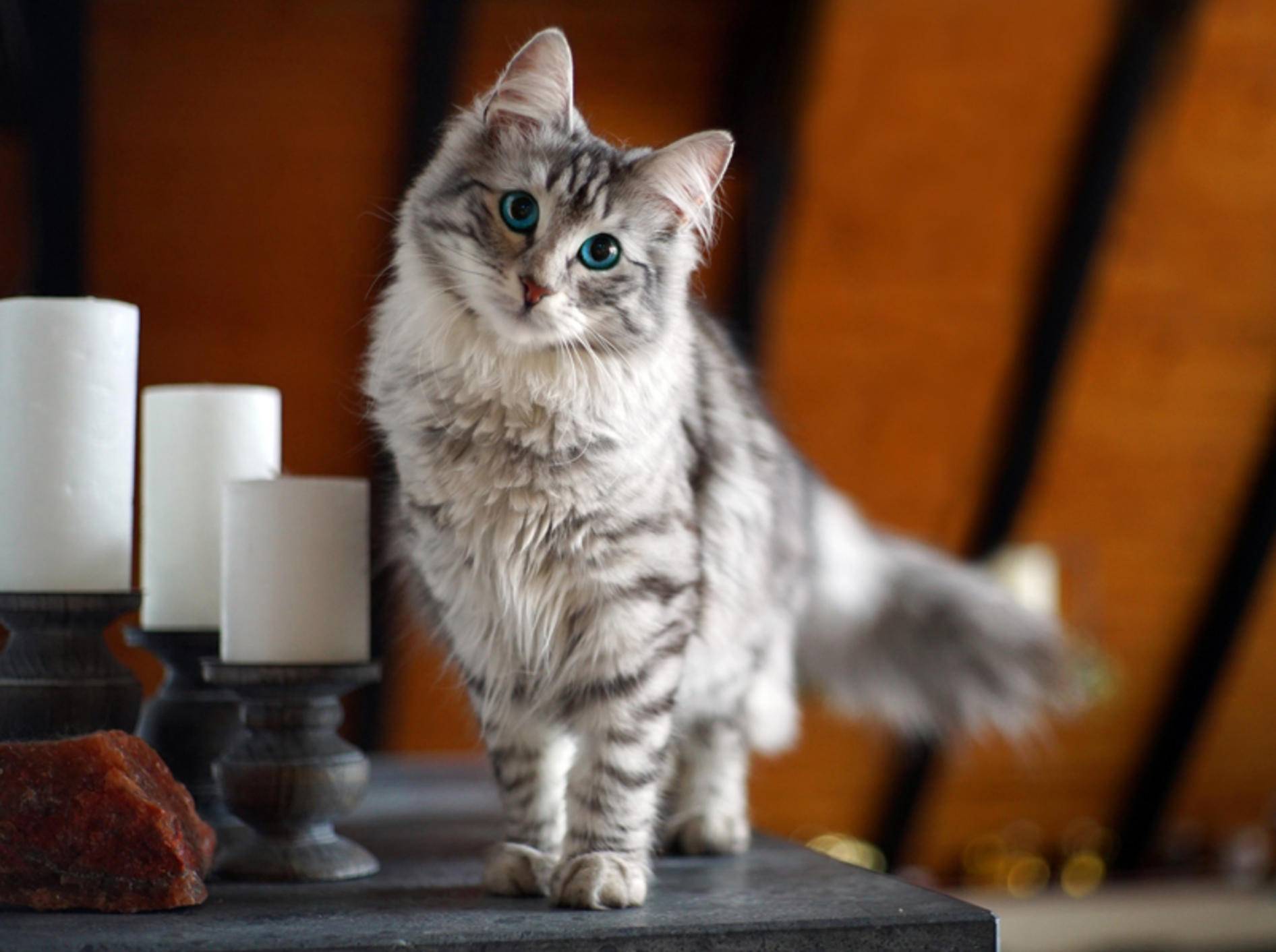 "Nanu? Was ist denn das?", wundert sich diese neugierige Katze. Ob sie wohl die Kamera meint? – Shutterstock / www.julian.pictures