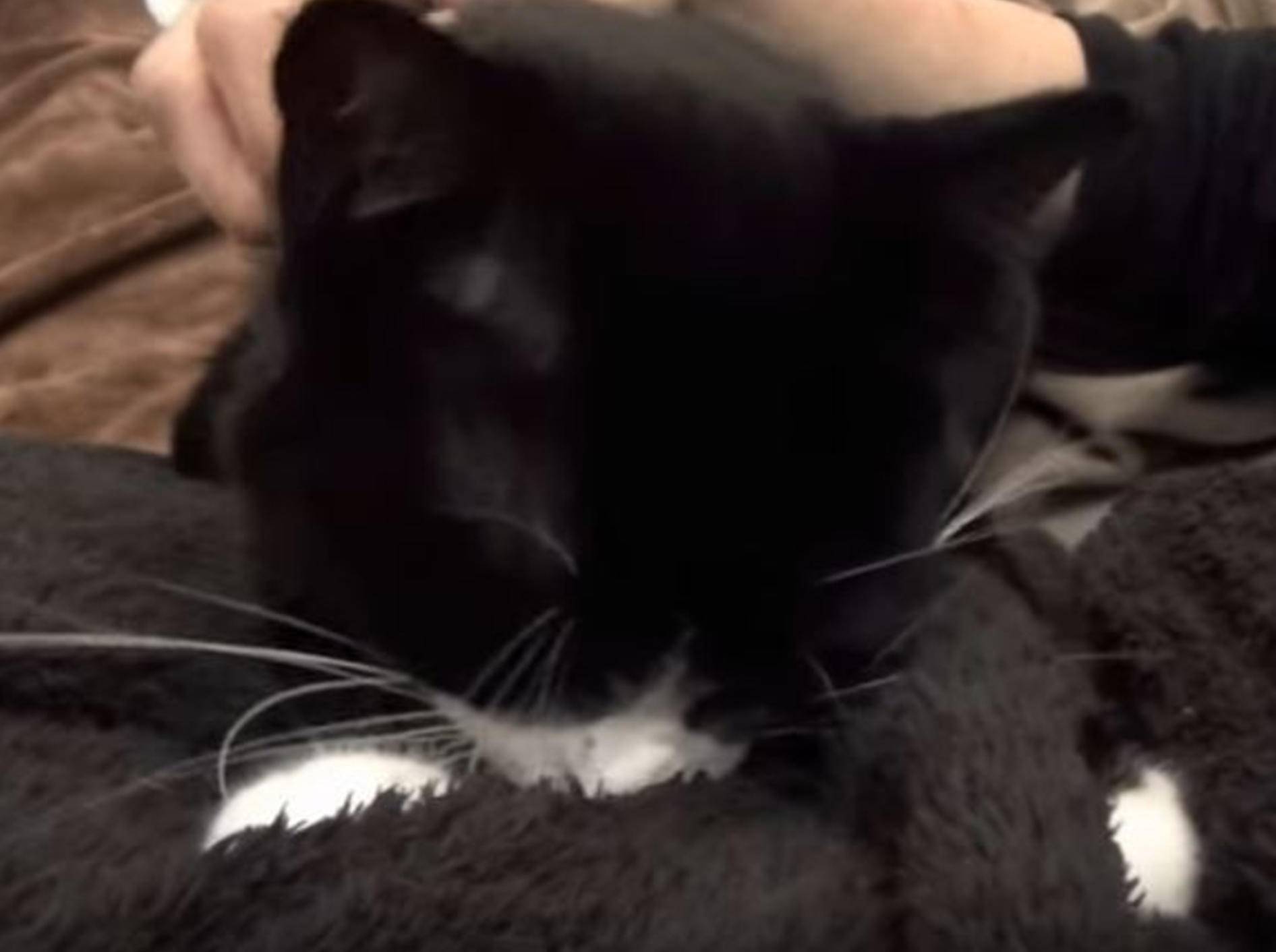 Kater Rodi gibt alles beim Kuscheln mit seiner Lieblingsdecke – Youtube / The Kits Cats