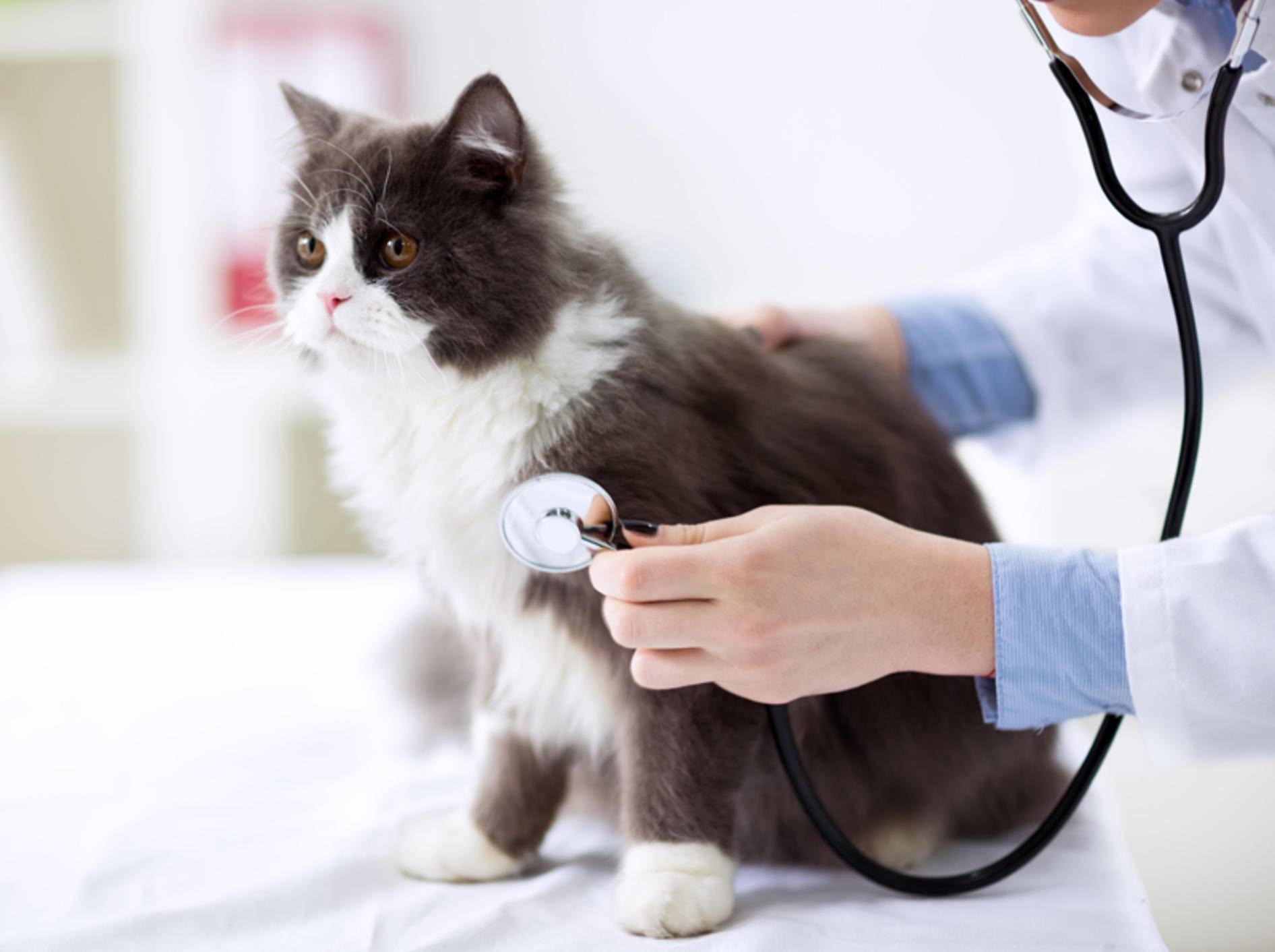 Der Tierarzt hört Herz und Lunge der Katze ab, um den Verdacht auf eine Herzerkrankung zu erhärten – Shutterstock / didesign021