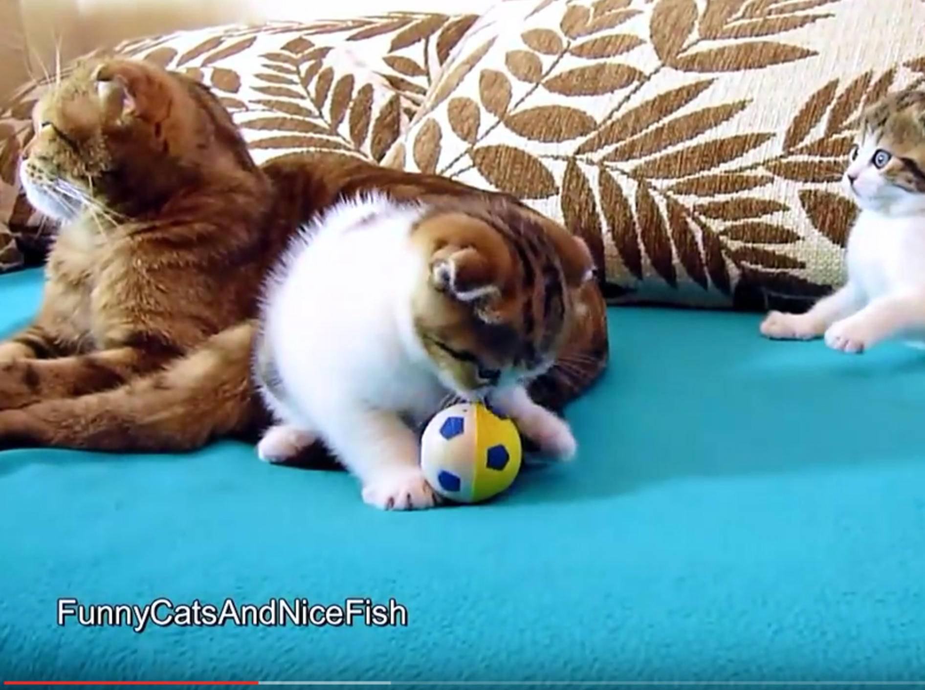 Familienbande: Süße Baby-Katzen und ihre Mama – YouTube / FunnyCatsAndNiceFish