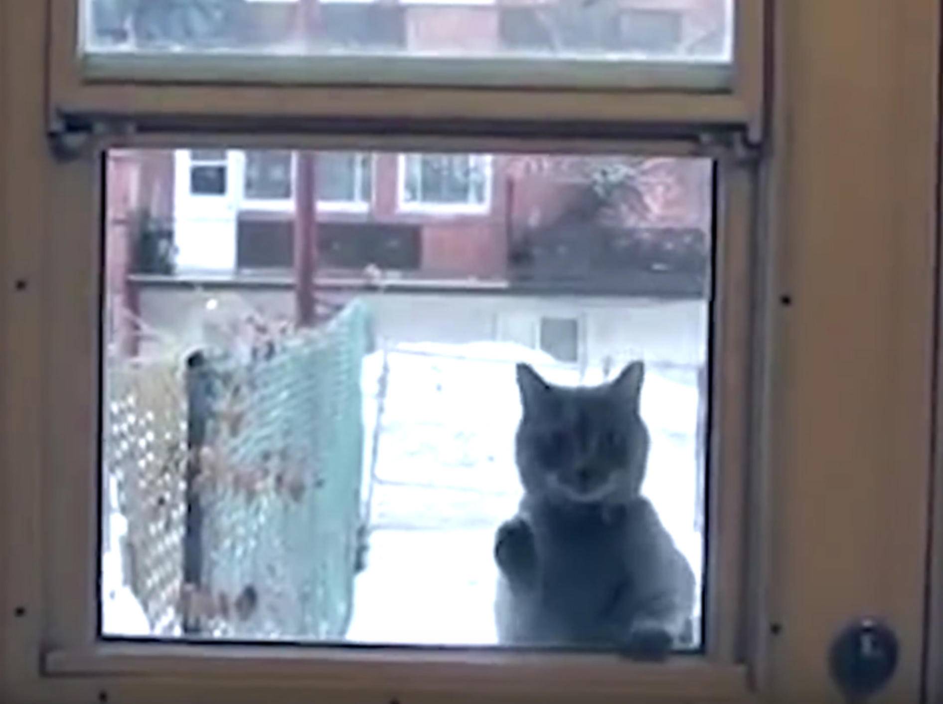 Knuffige Katzen wollen unbedingt ins Haus – YouTube / The Dodo
