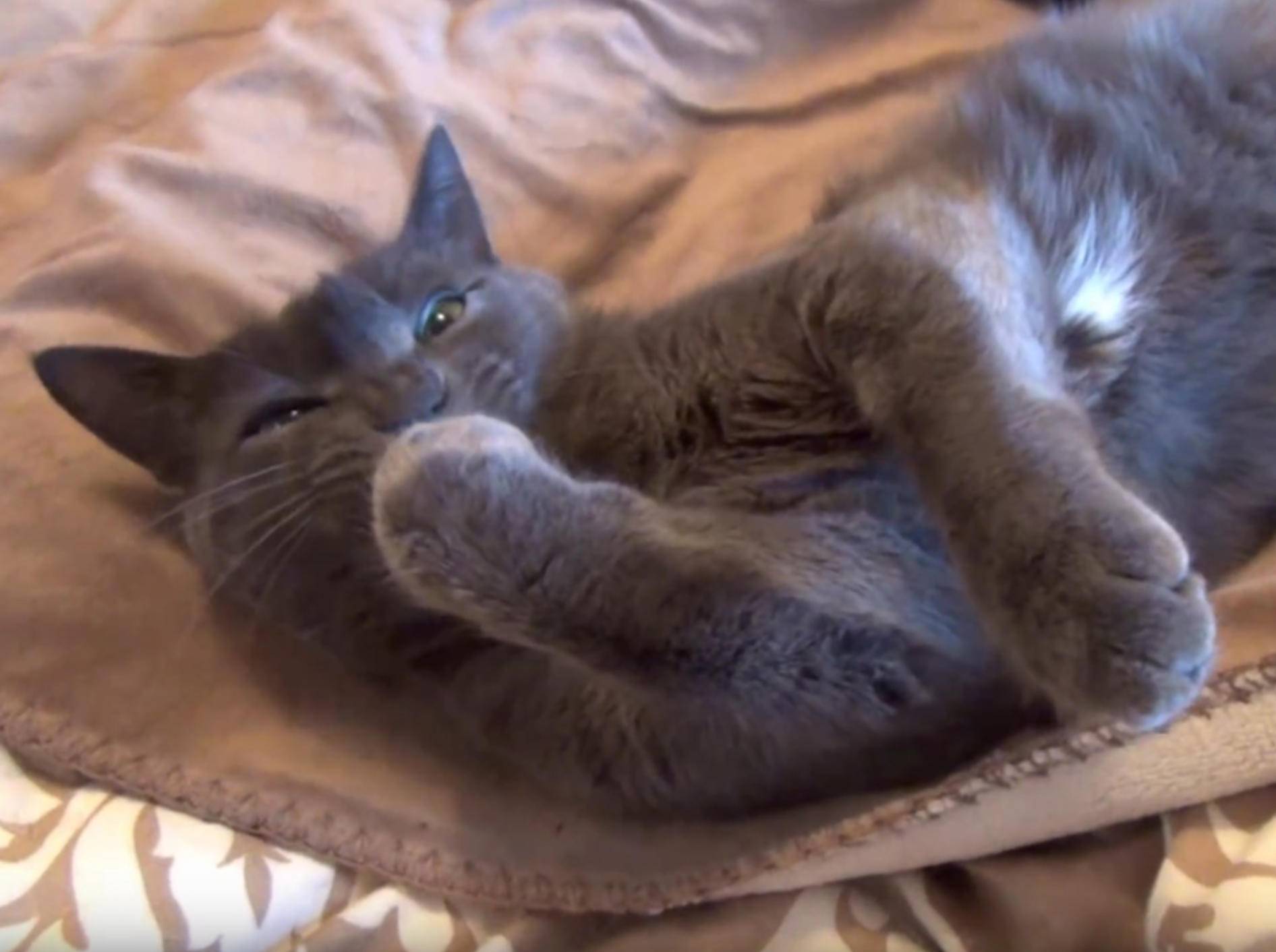 Wer keine Katzen hat, verpasst so einiges! – YouTube / The Kits Cats