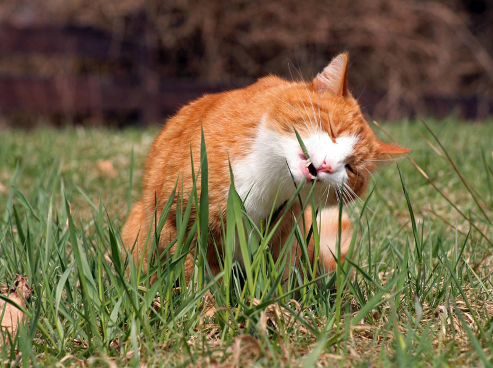 Die grünen Halme scheinen dieser Samtpfote zu schmecken, aber warum fressen Katzen Gras? – Shutterstock / Astrid Gast