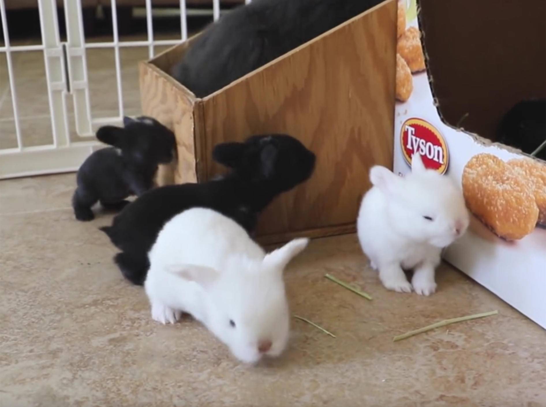 Tapsige Kaninchenbabys hoppeln durch ihren Stall – YouTube / My BB Bunny