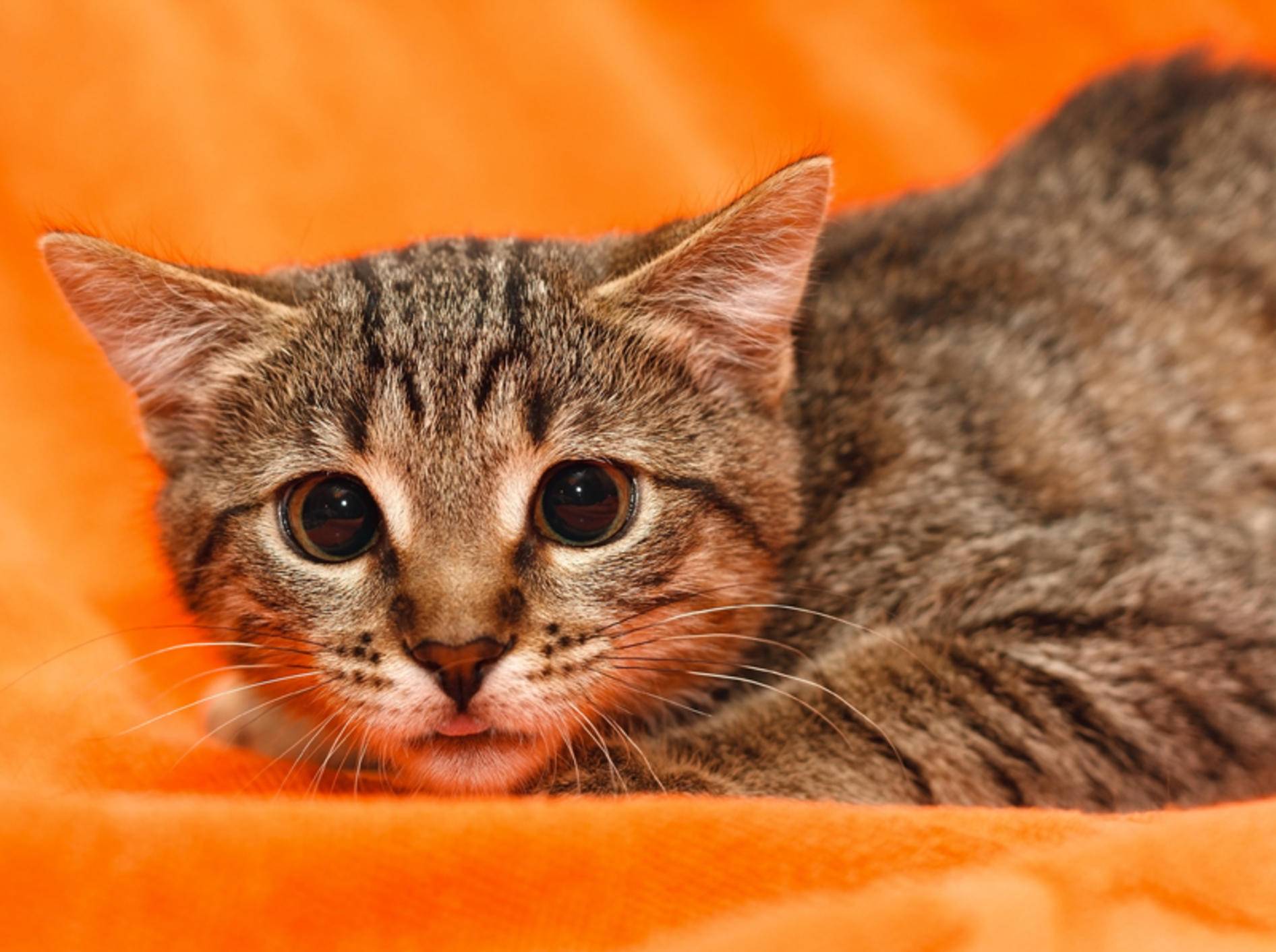 Geweitete Pupillen, angelegte Ohren und eine geduckte Haltung deuten auf eine traumatisierte Katze hin – Shutterstock / Pashin Georgiy