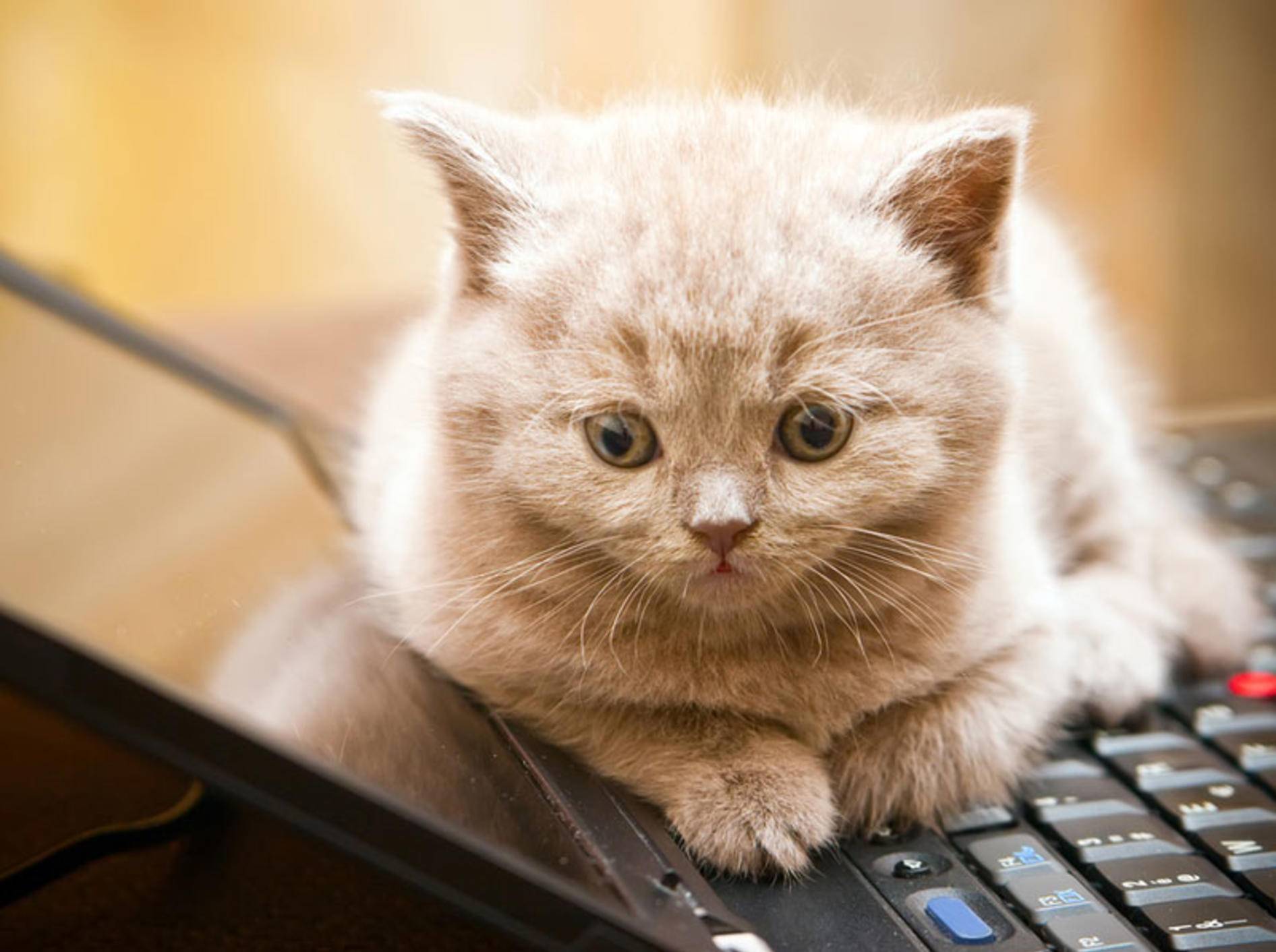 "Schenk mir die Aufmerksamkeit, nicht dem Laptop", scheint diese Britisch Kurzhaar sagen zu wollen – Shutterstock / Anna Lurye