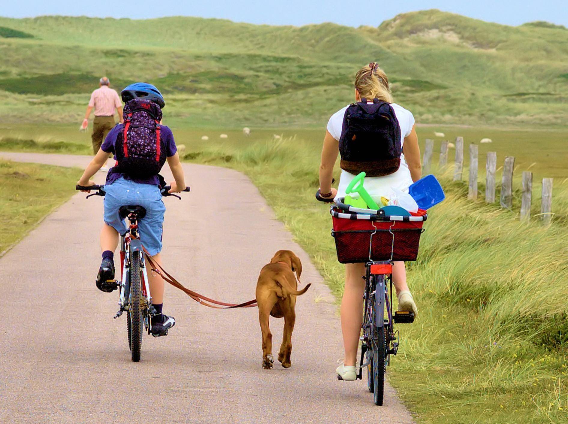 Fahrradfahren mit Hund: Worauf Sie achten müssen - HunD An Leine Beim FahrraDfahren