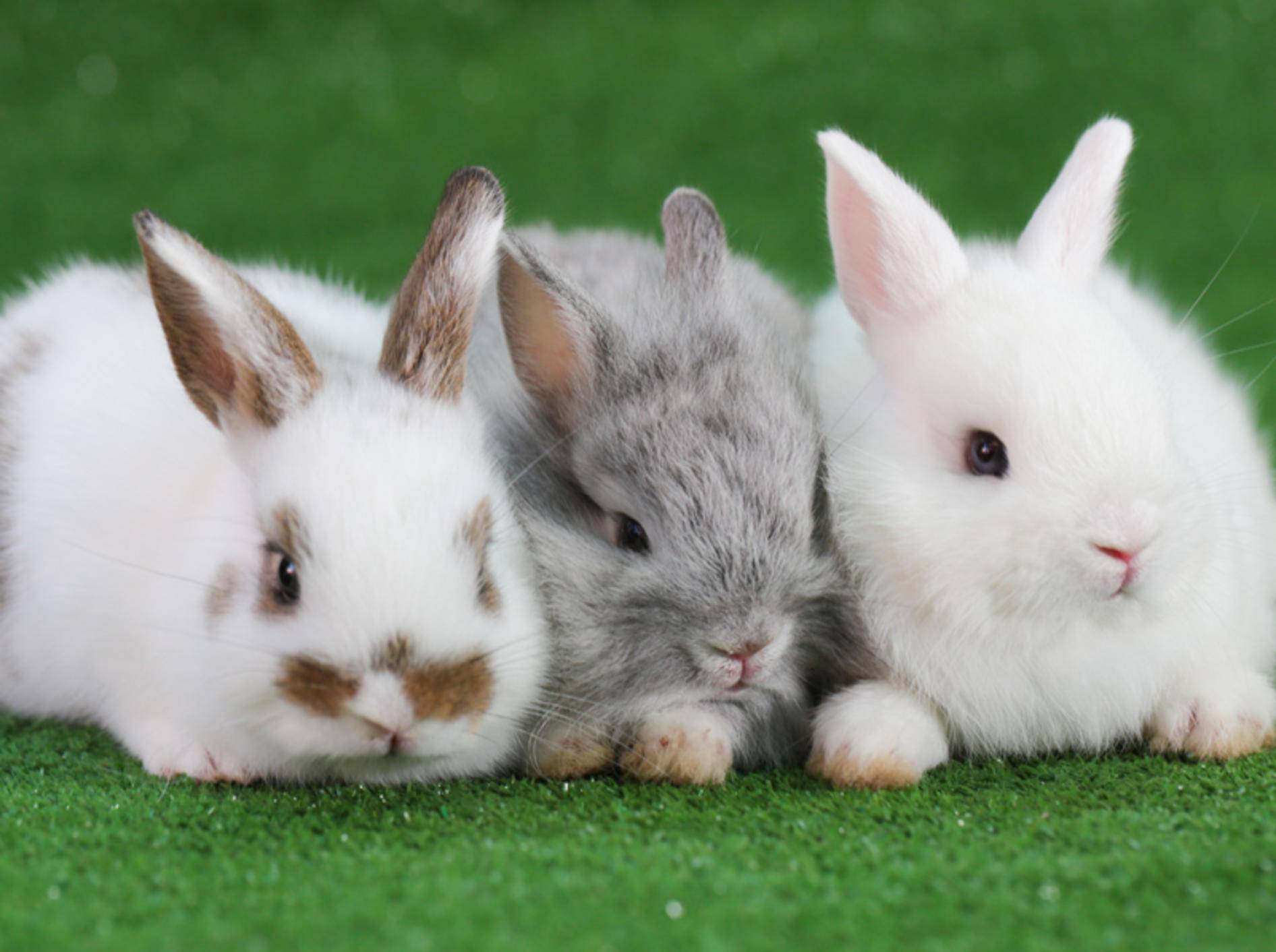 Auch wenn hier Harmonie herrscht: Probleme bei der Vergesellschaftung von Kaninchen sind nicht selten – Bild: Shutterstock / Soultkd