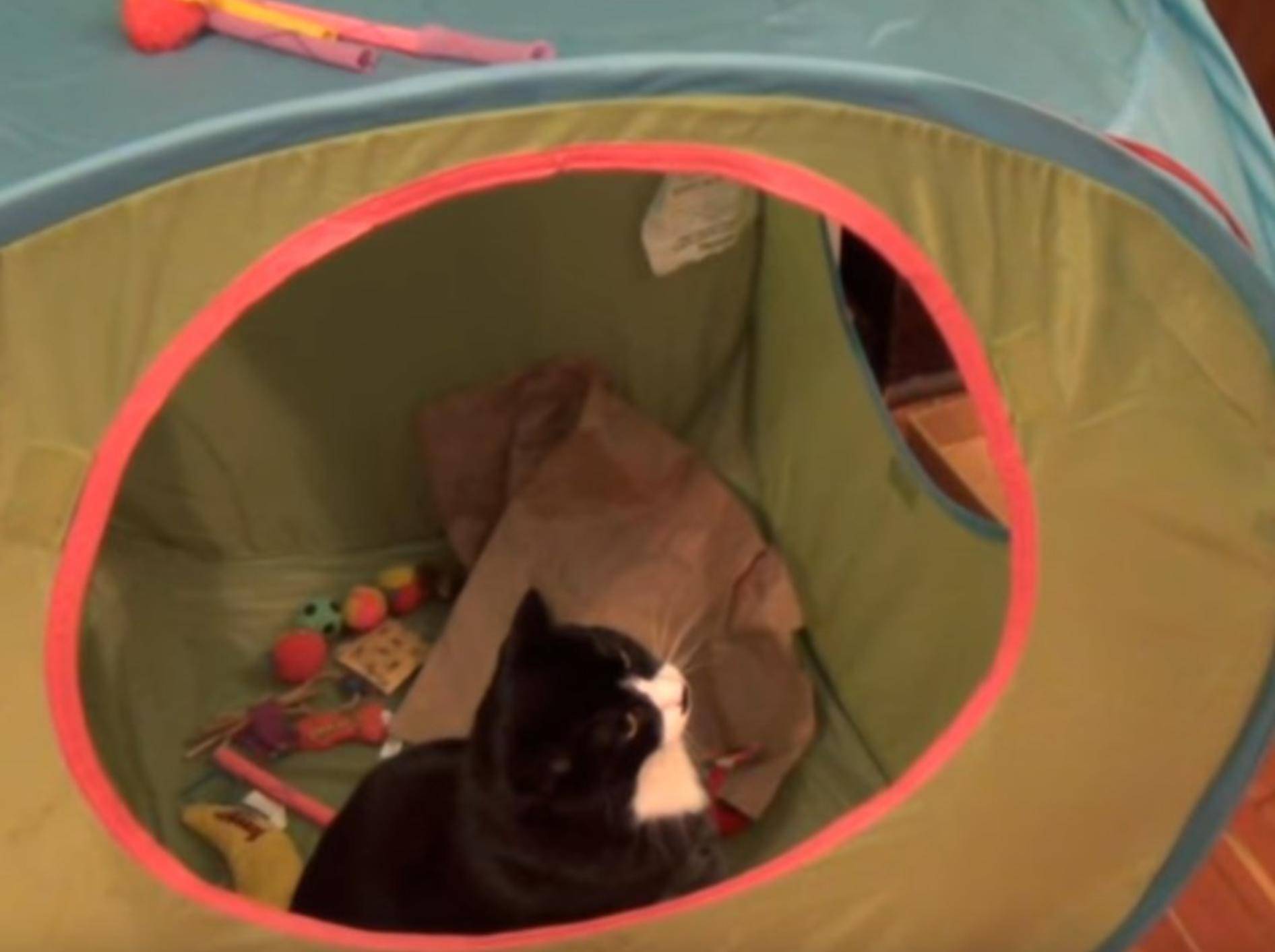 Die Katzen attackieren das Zelt und haben sichtlich Spaß daran - YuoTube / The Kids Cats