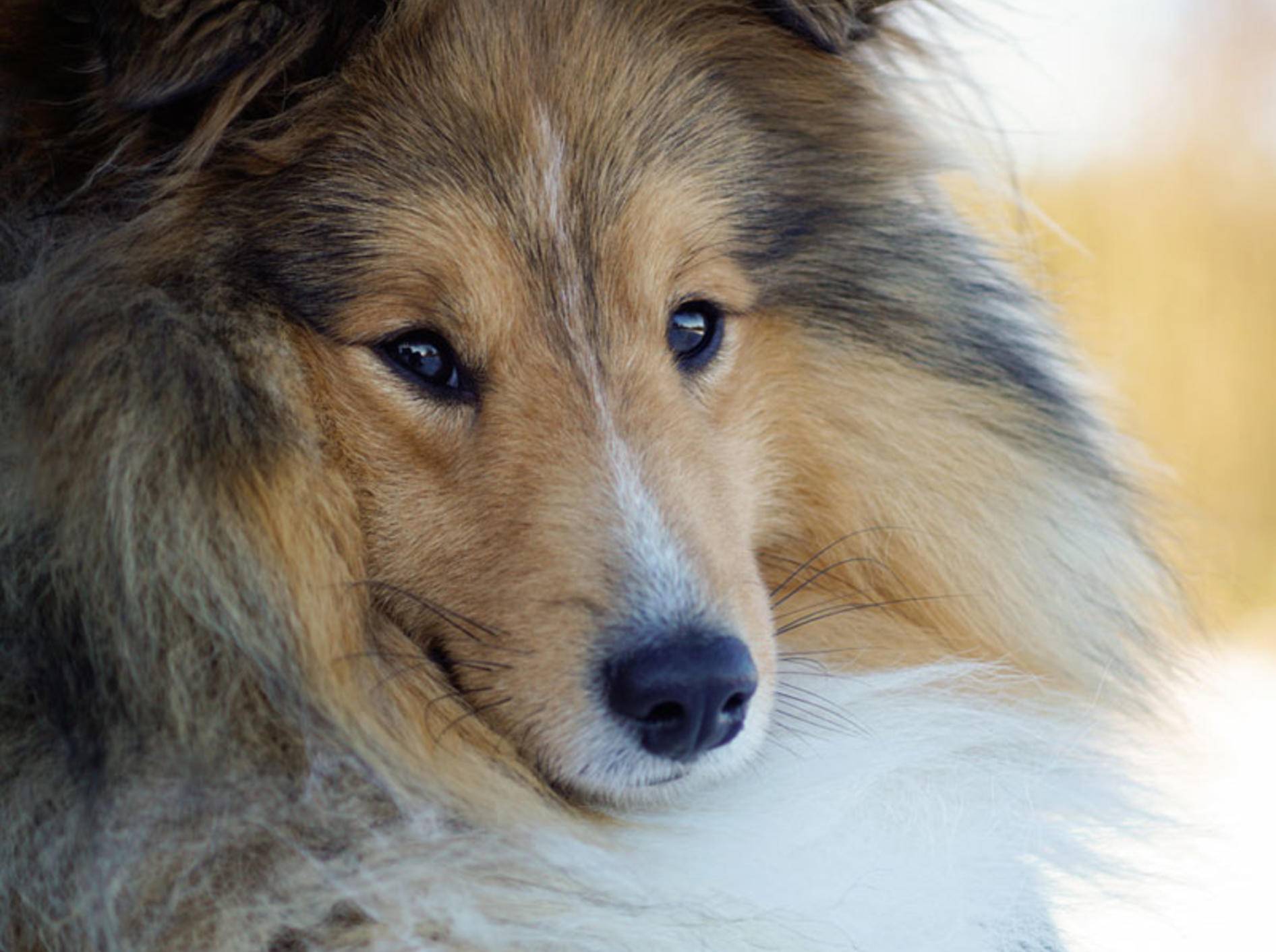 "Mini-Lassie" wird der Sheltie auch genannt. In Wahrheit sind Shetland Sheepdog und Collie aber zwei unterschiedliche Rassen – Ondrej Senk / Shutterstock