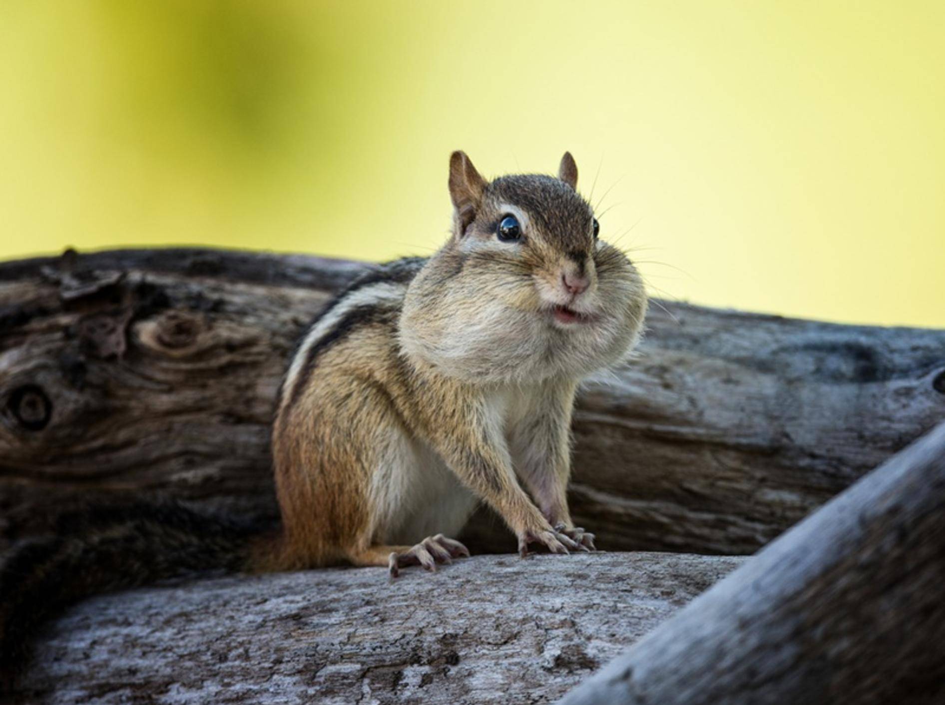 Streifenhörnchen hat die Backen voll – Shutterstock / William G Carpenter