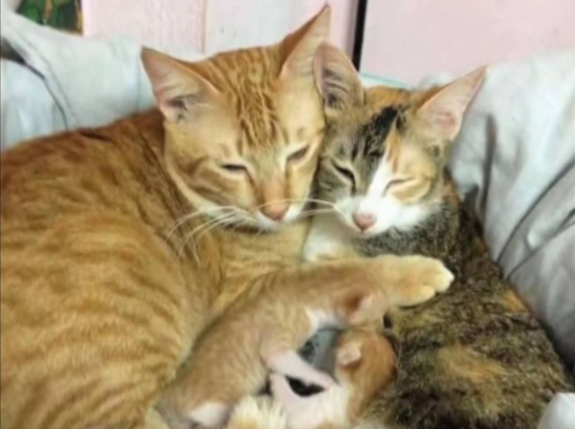 Familienoberhaupt Yello schmusst mit Katzenmama Tam und seinem Nachwuchs – YouTube / Slideshow ForFun