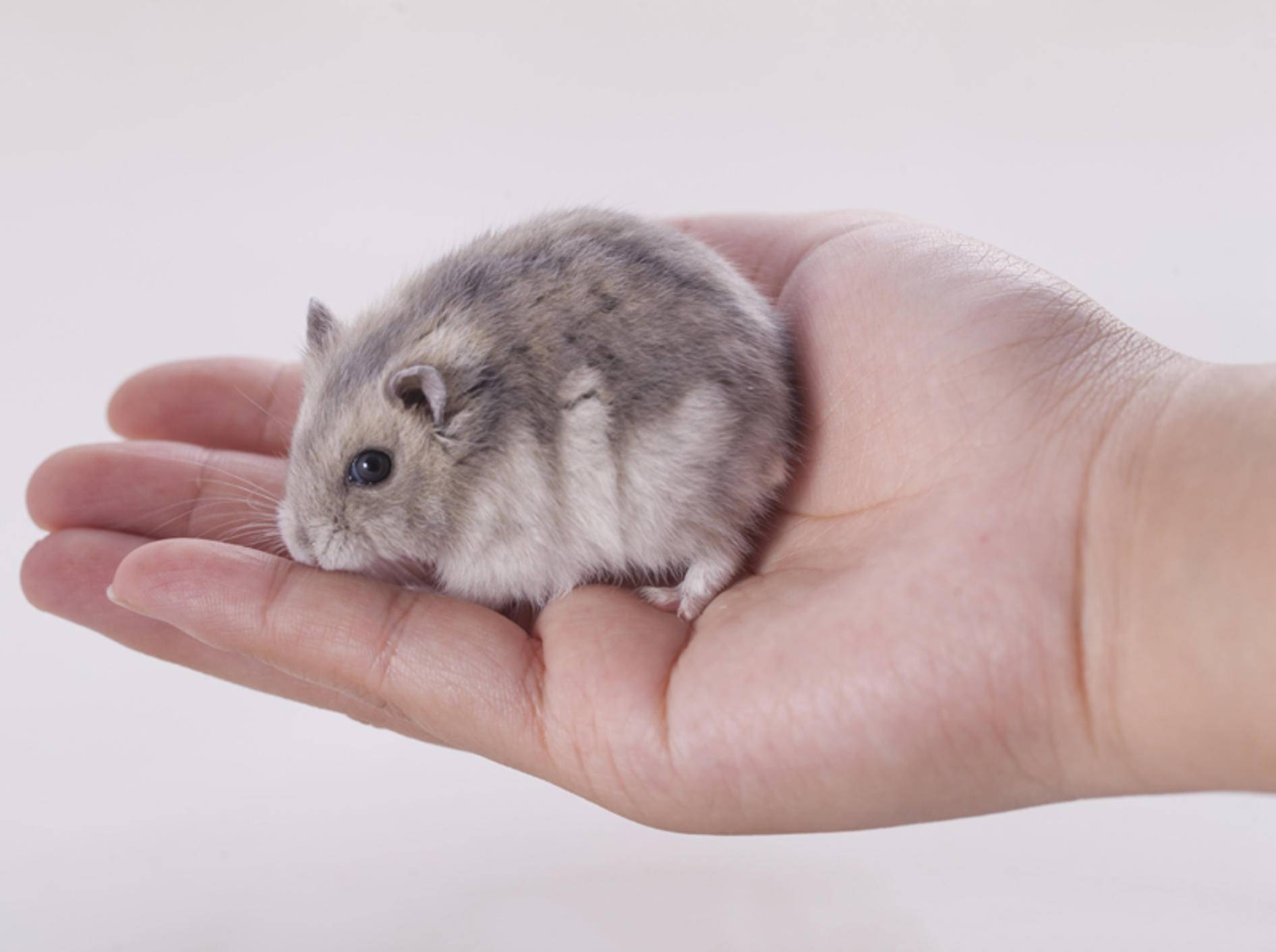 Hamster als Haustier: Welche Hamsterarten gibt es? - Dsungarischer Zwerghamster Auf HanDflaeche Chaonucha Tipsoontornpong Shutterstock 522411298