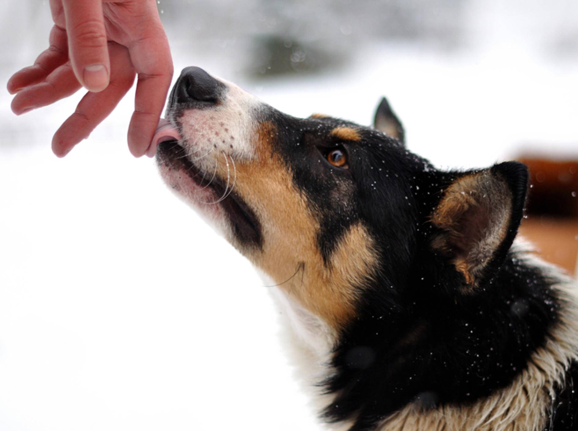 Leckt ein Hund Ihre Hand ab, will er unter Umständen vor allem ein Leckerli herausschlagen – Shutterstock / The Len