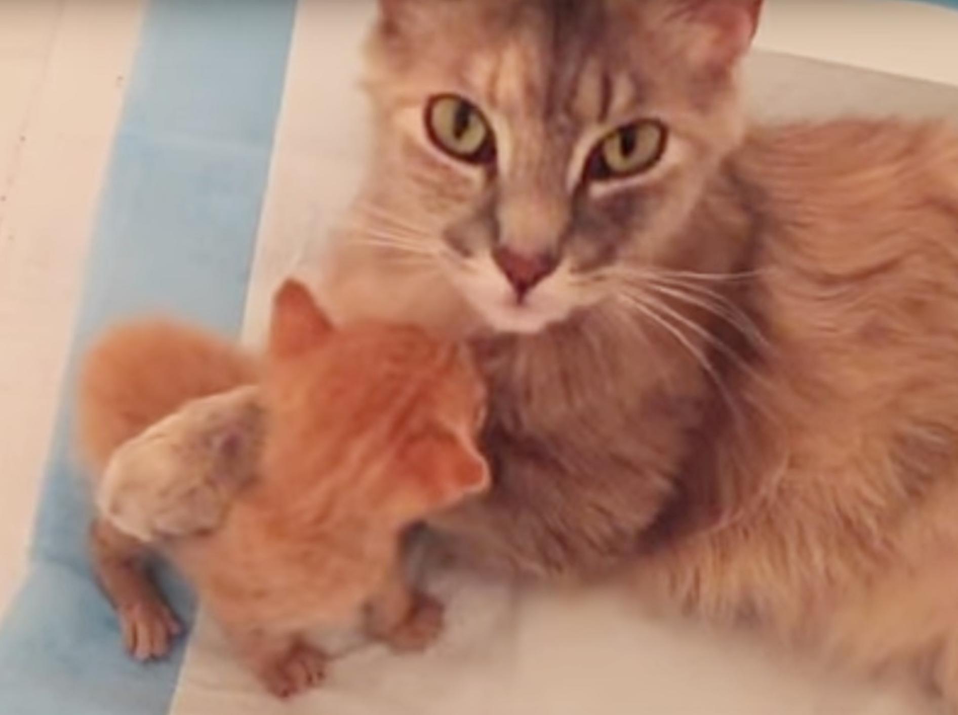 liebevolle-Mutterkatze-adoptiert-Weisenkaetzchen