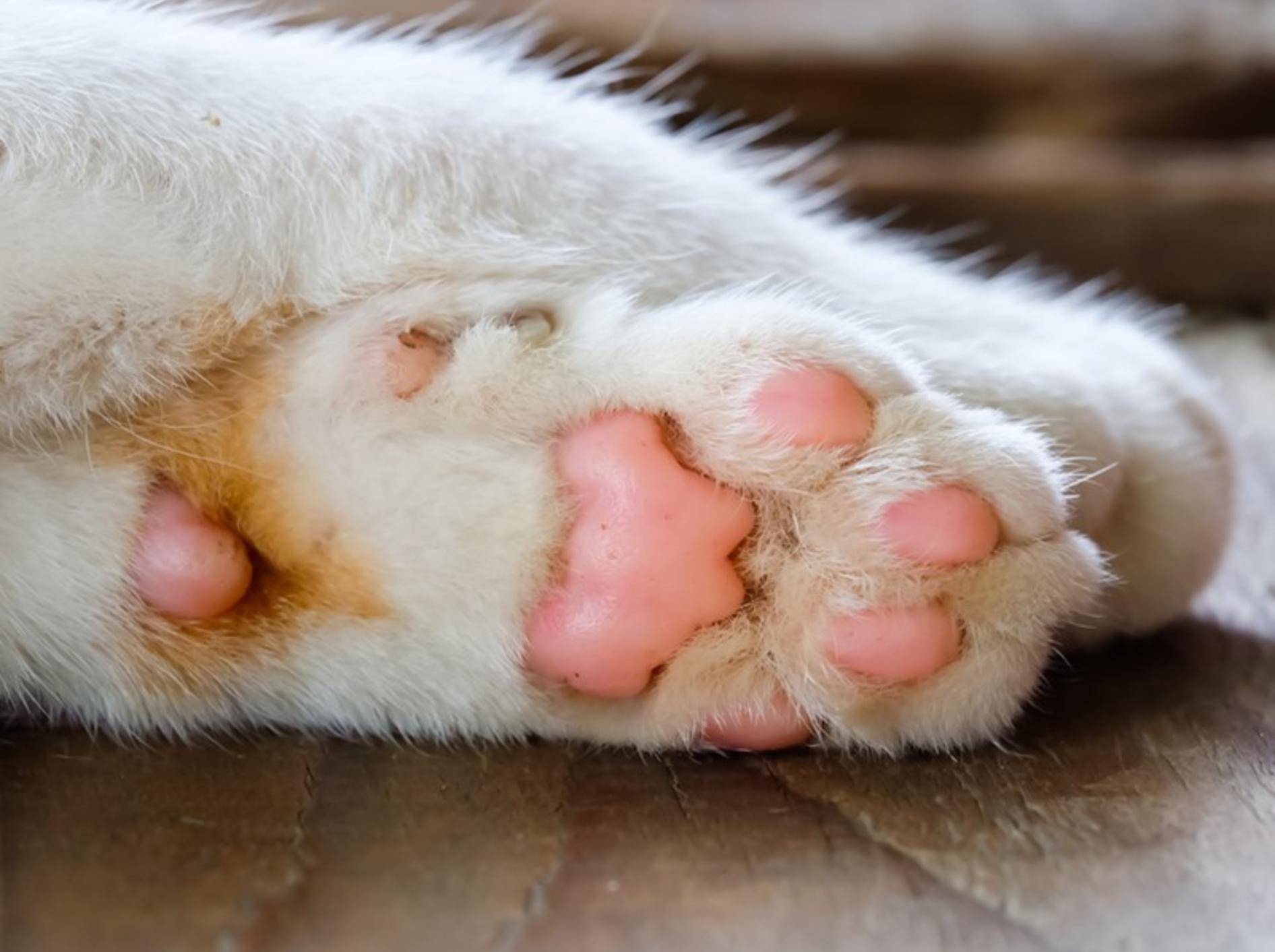 weiße-Katze-rosa-Katzenpfoten