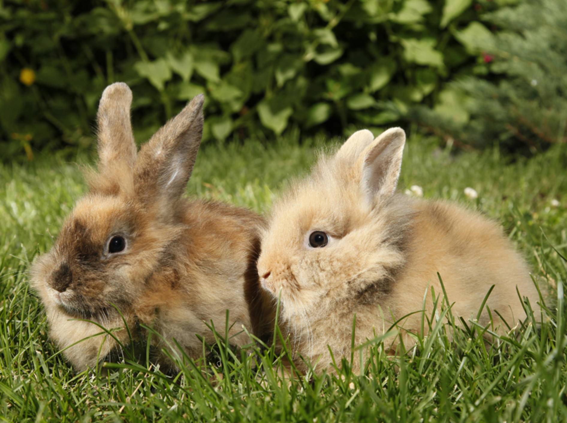 Wenn Sie Kaninchen vergesellschaften wollen, eignet sich dafür am besten ein neutrales Terrain – Shutterstock / Richard Peterson