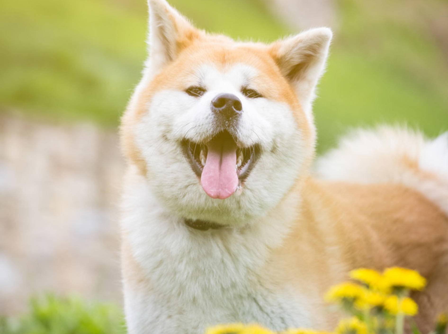 Was müssen Hundehalter bei der Ernährung des Akitas beachten, damit er gesund bleibt? – Shutterstock / zoff