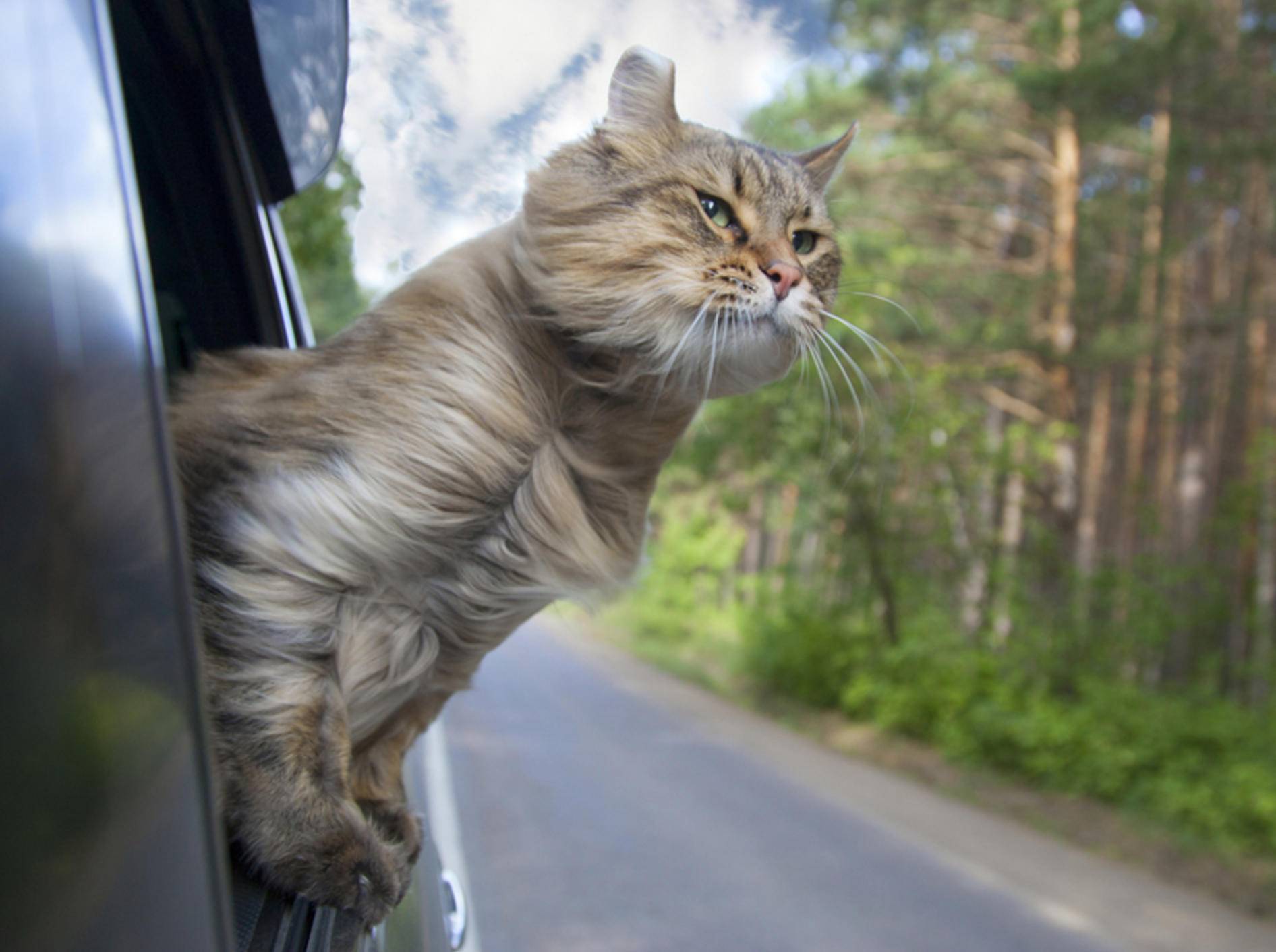 Ist Ihre Samtpfote gerne unterwegs? Dann ist das Camping mit Katze möglicherweise ideal für sie – Shutterstock / Popel Arseniy