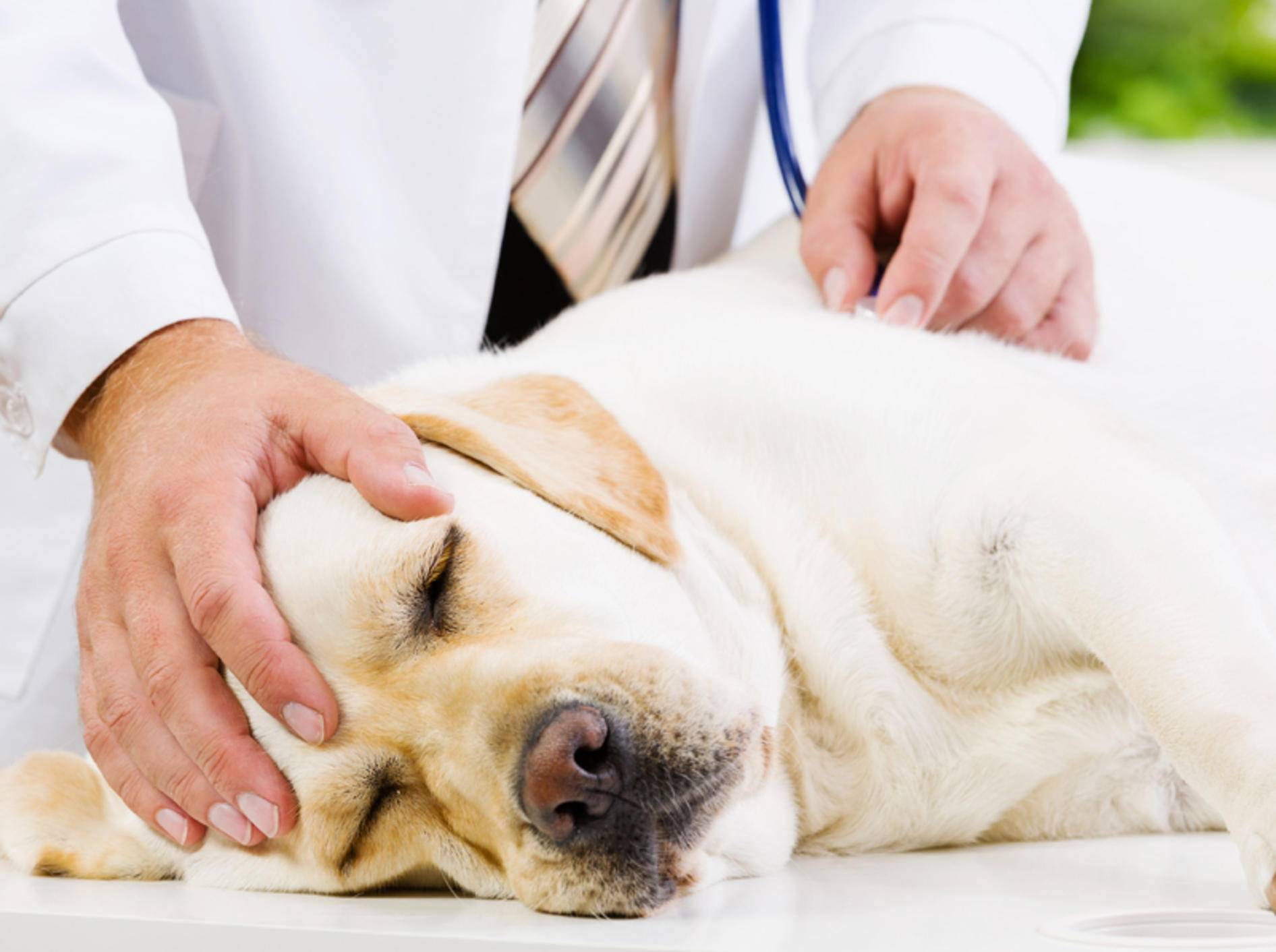 Staupe bei Hunden Ursachen und Symptome