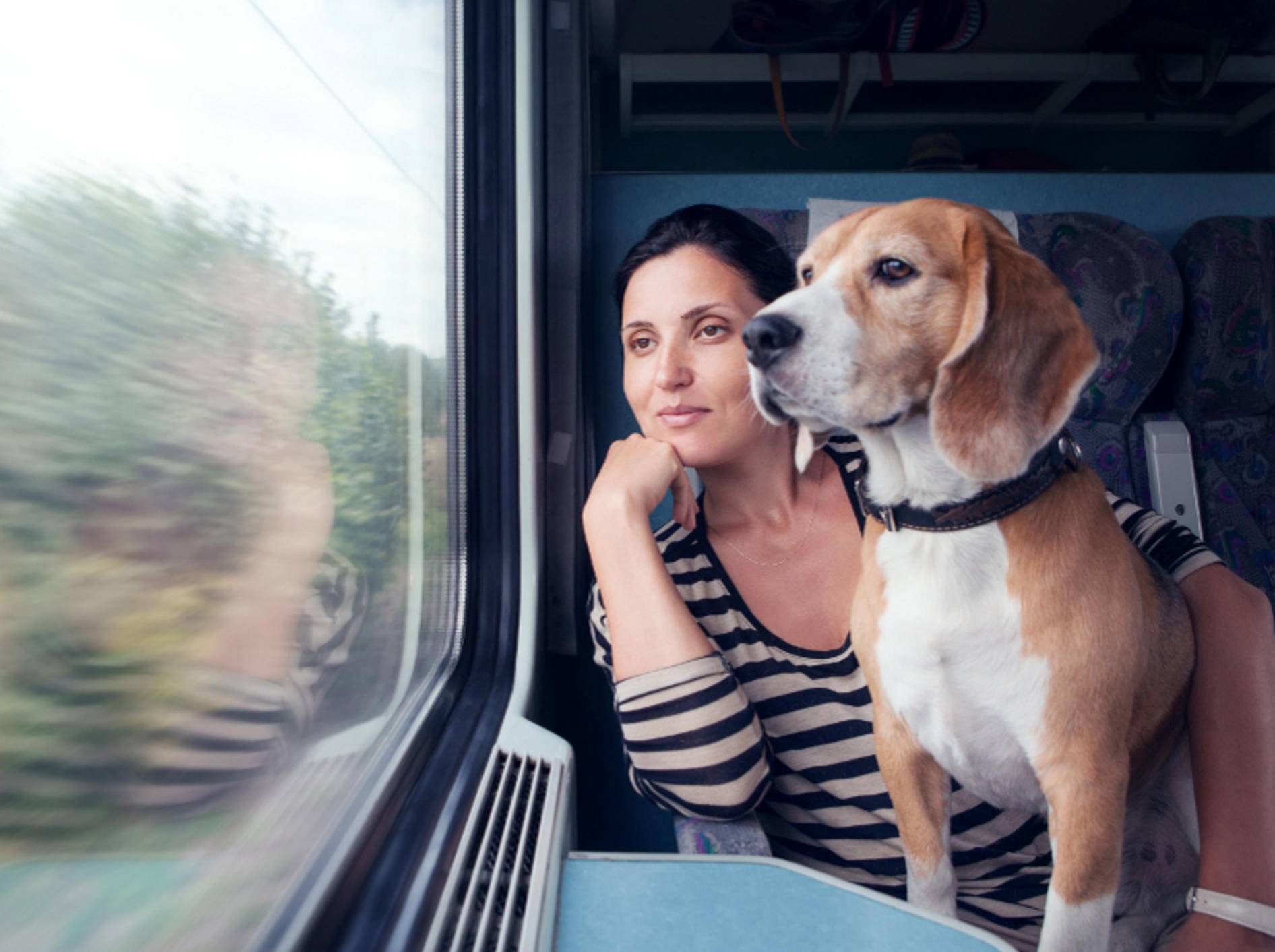 Streng genommen, müsste dieser süße Zug-Beagle eigentlich einen Maulkorb tragen – Shutterstock / Soloviova Liudmyla