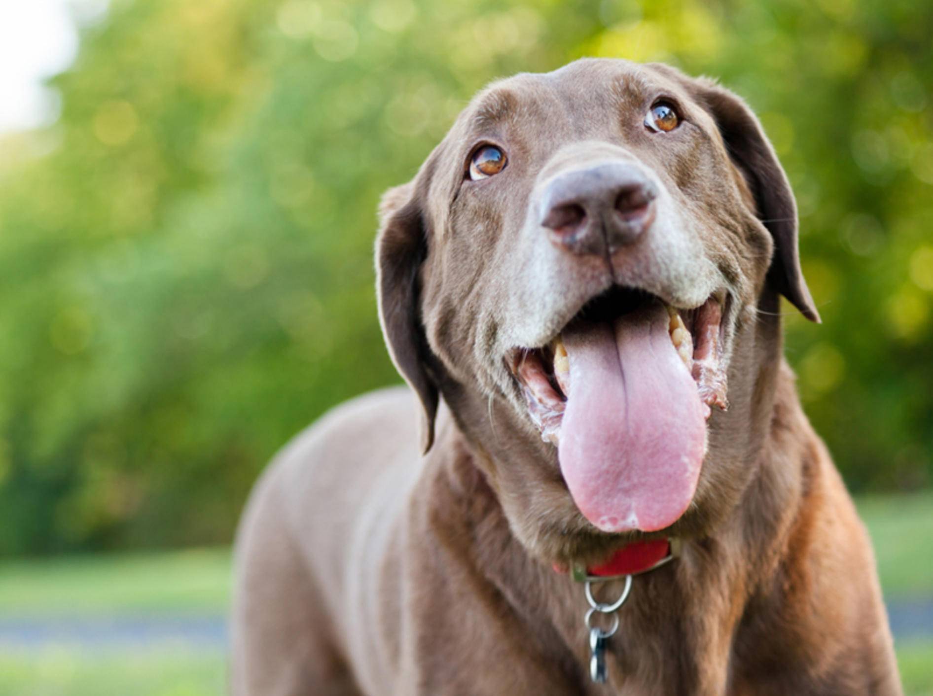 Übermäßiges Speicheln kann bei Ihrem Hund diverse Gründe haben – Shutterstock / eurobanks