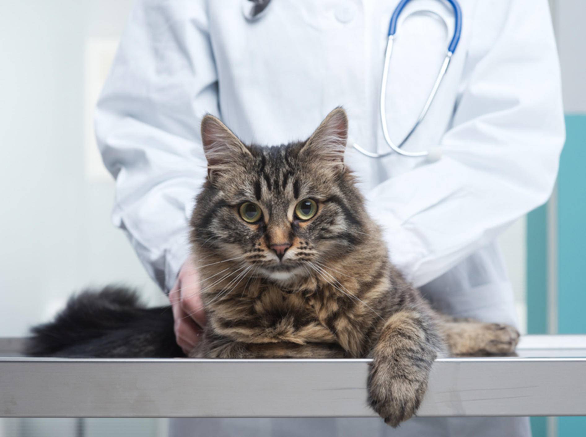 Die Katzen entwurmen zu müssen, ist aufgrund der Nebenwirkungen weder bei den Haltern noch den Tieren sonderlich beliebt, ein massiver Wurmbefall kann jedoch weitaus schlimmere Folgen haben - Shutterstock / Stokket
