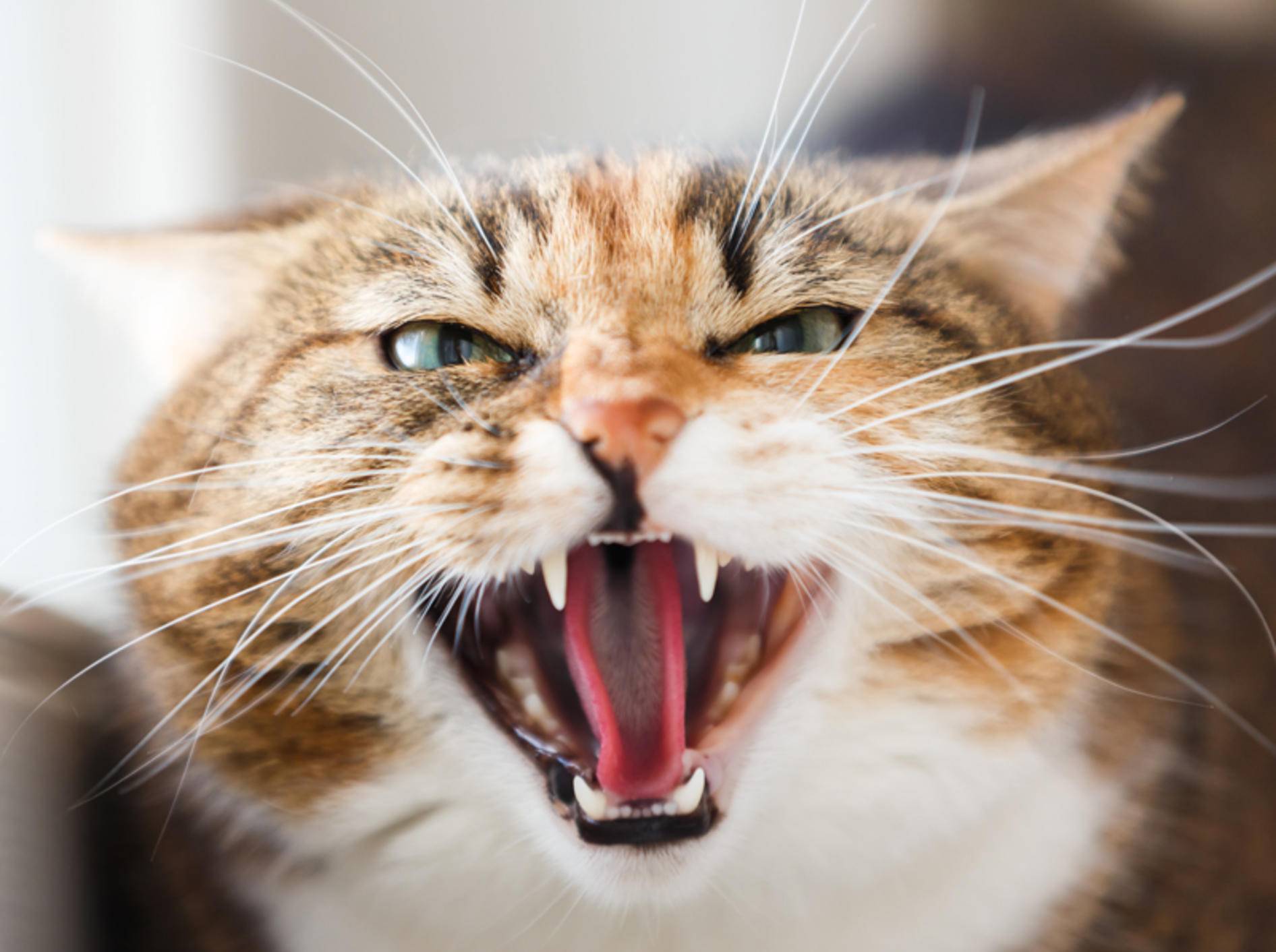 Wenn Ihre Katze – vermeintlich – ohne Grund faucht und knurrt, kann das verschiedene Ursachen haben.