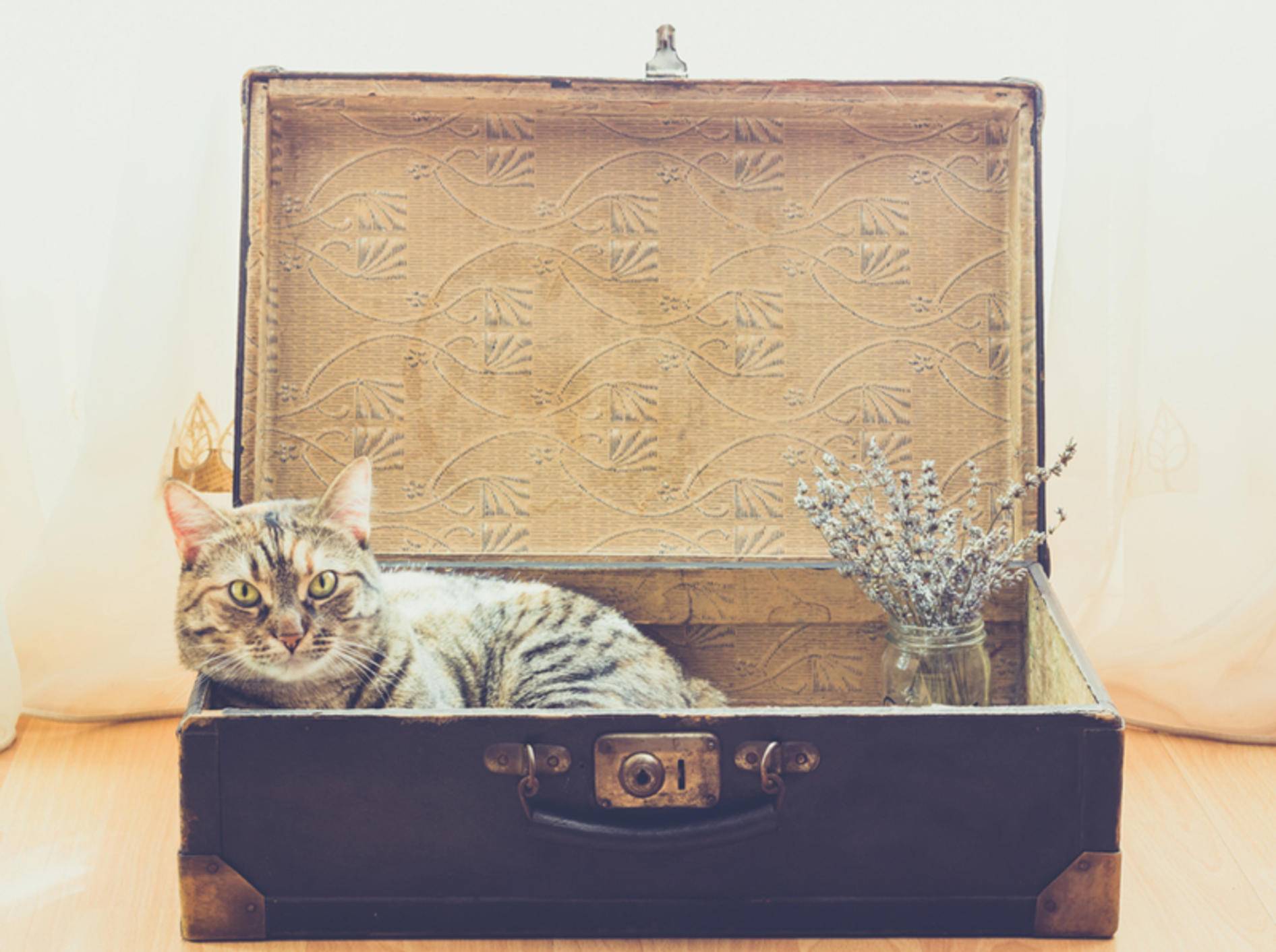 Mit den richtigen Tipps kann der Umzug auch für Ihre Katze stressfrei verlaufen – Shutterstock / Mi Ha
