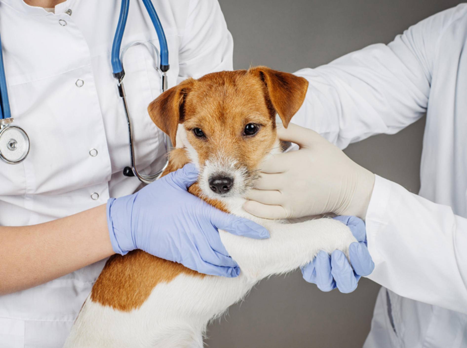 Bevor ein Tierarzt den Abszess beim Hund behandeln kann, muss er ihn gründlich untersuchen – Bild: Shutterstock / NEstudio