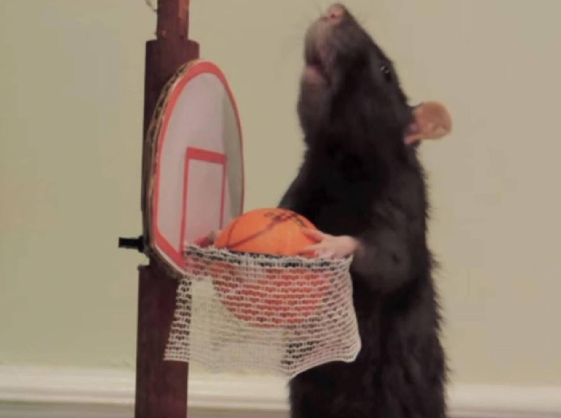 Kluge Ratten zeigen ihre Tricks YouTube Abby Roeser