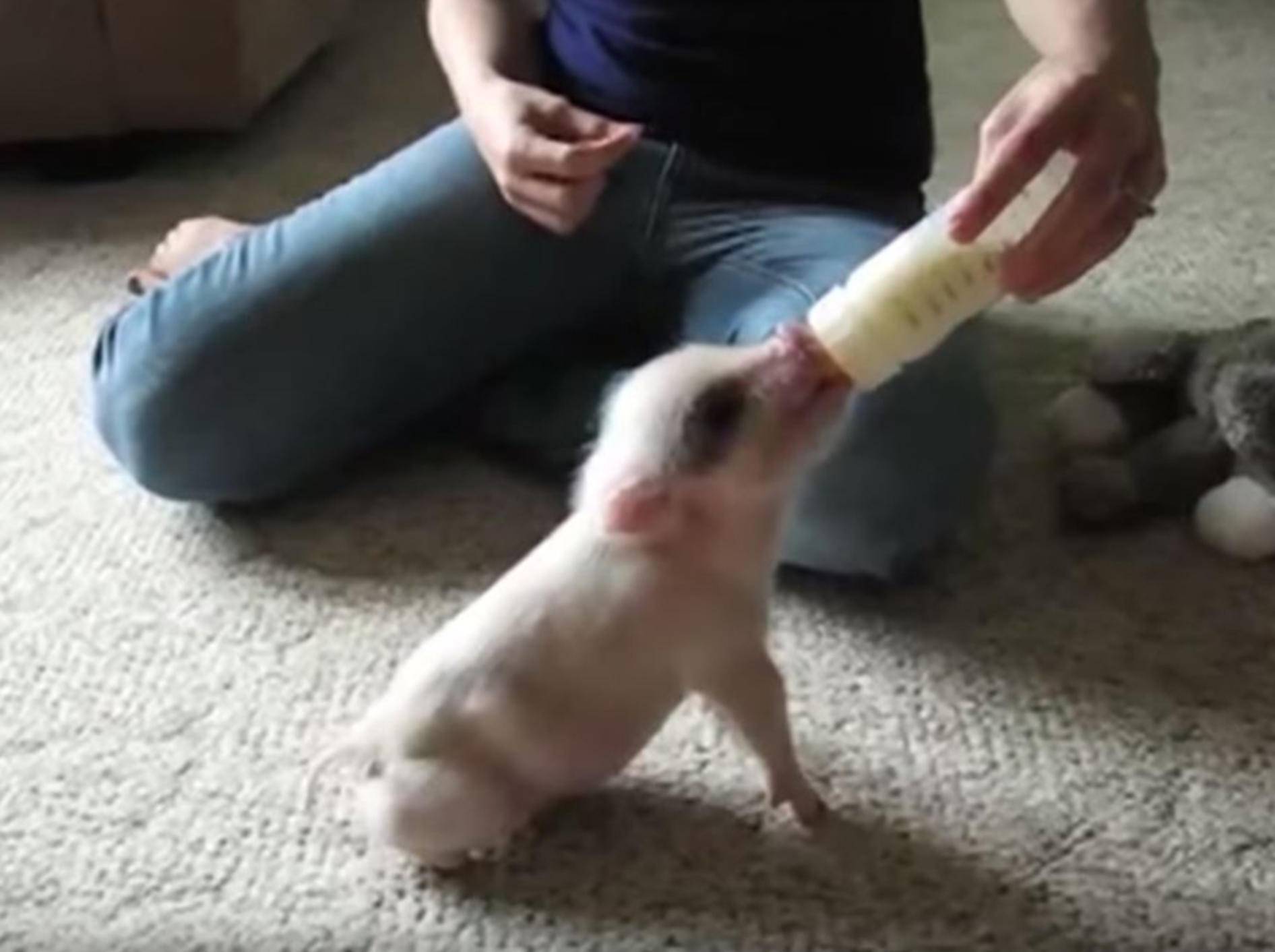 "Was für ein Schweineleben" – YouTube / Tube Spaghetti