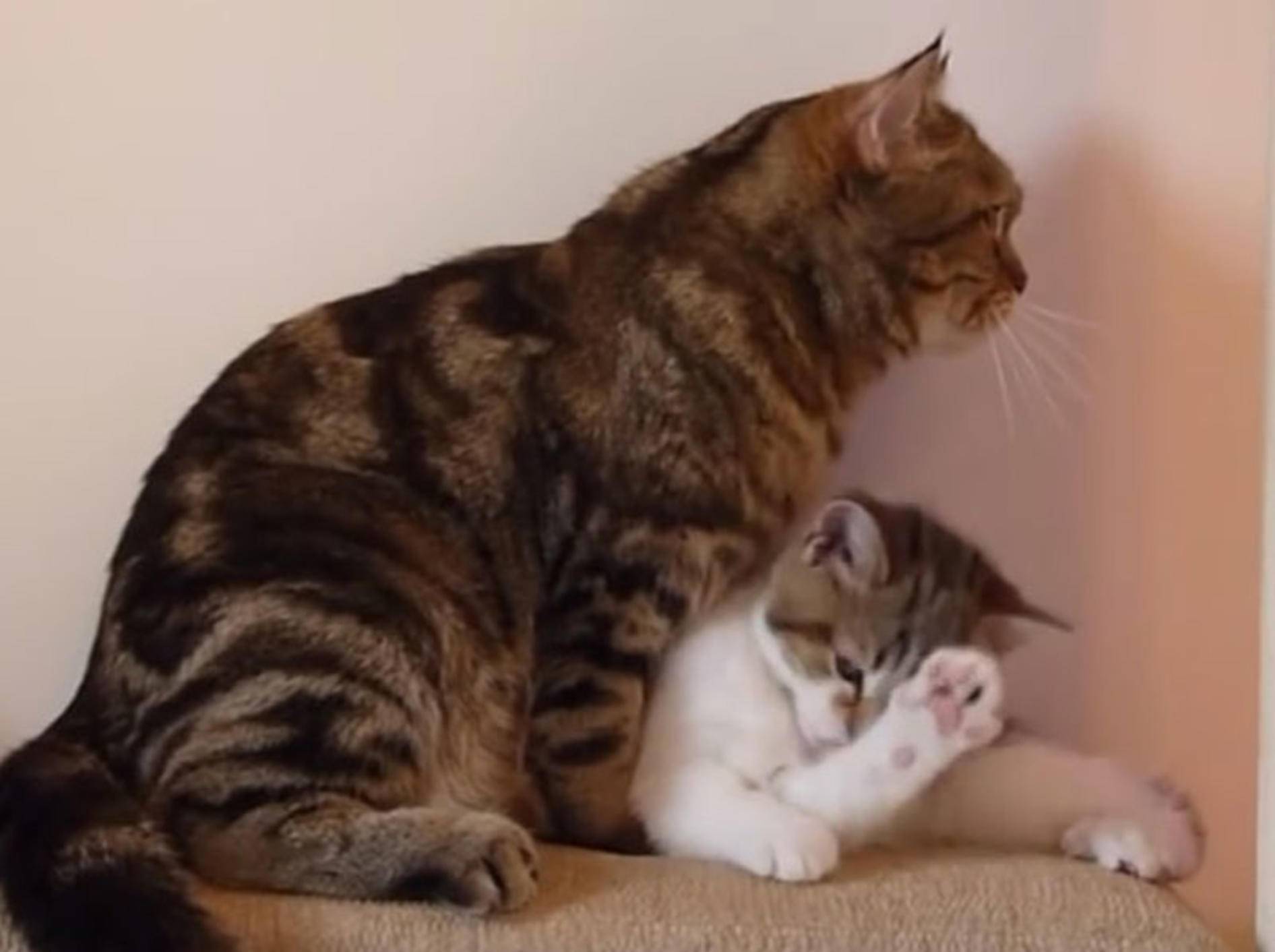 Mama Coco bringt Mini-Kater Rocky die Katzenwäsche bei – YouTube / Funnycatsandnicefish