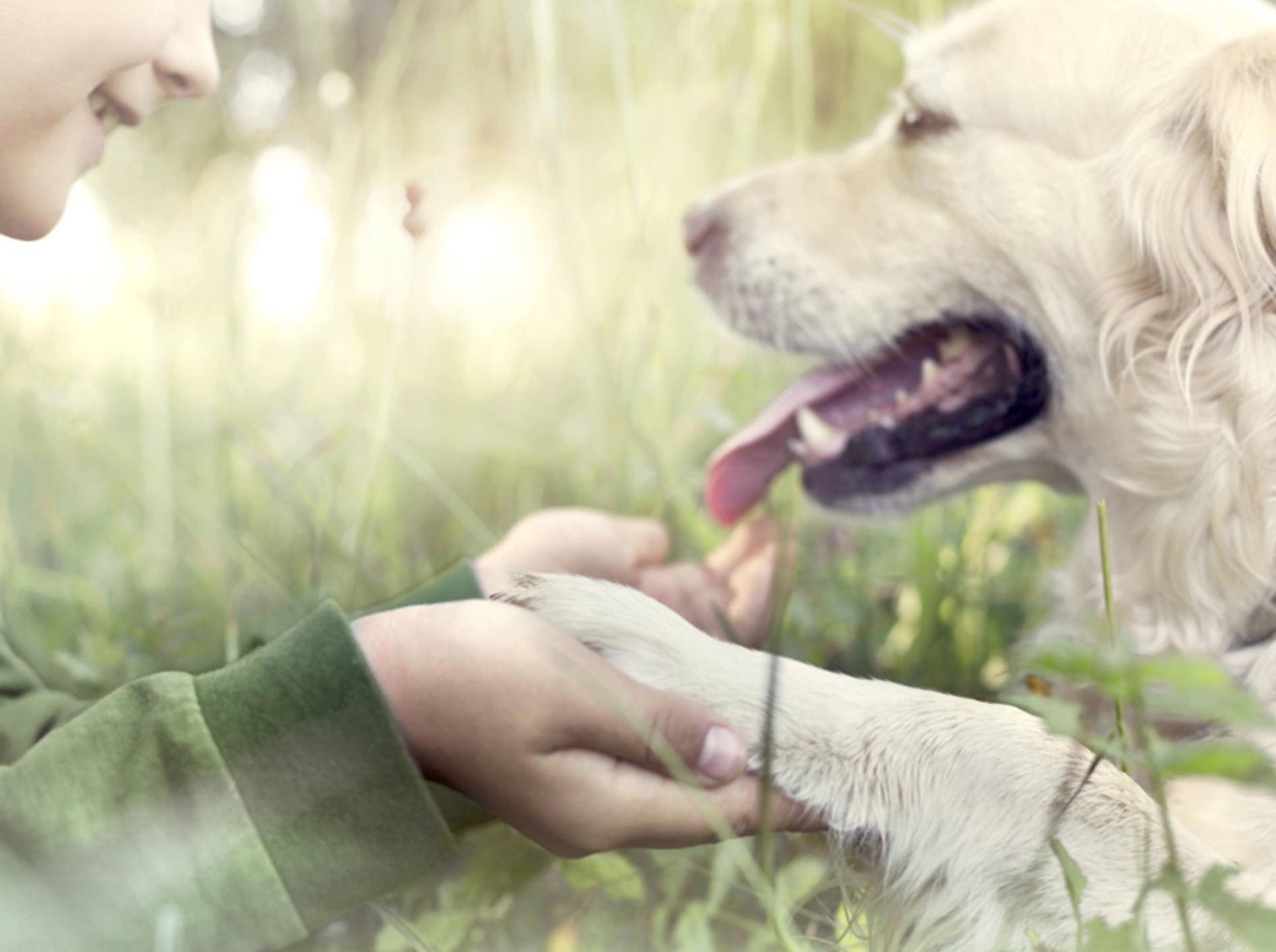 Hunde sind gegenüber "ihren" Menschen überaus loyal. Shutterstock / FCSCAFEINE