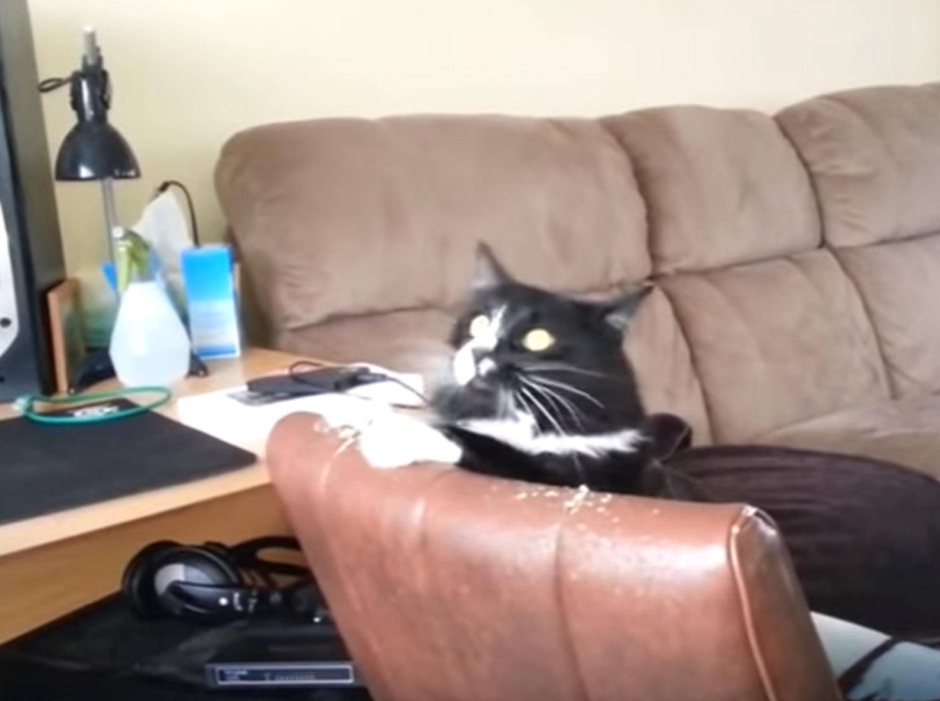 Lustige Katze beim Headbangen - YouTube Rumble Viral