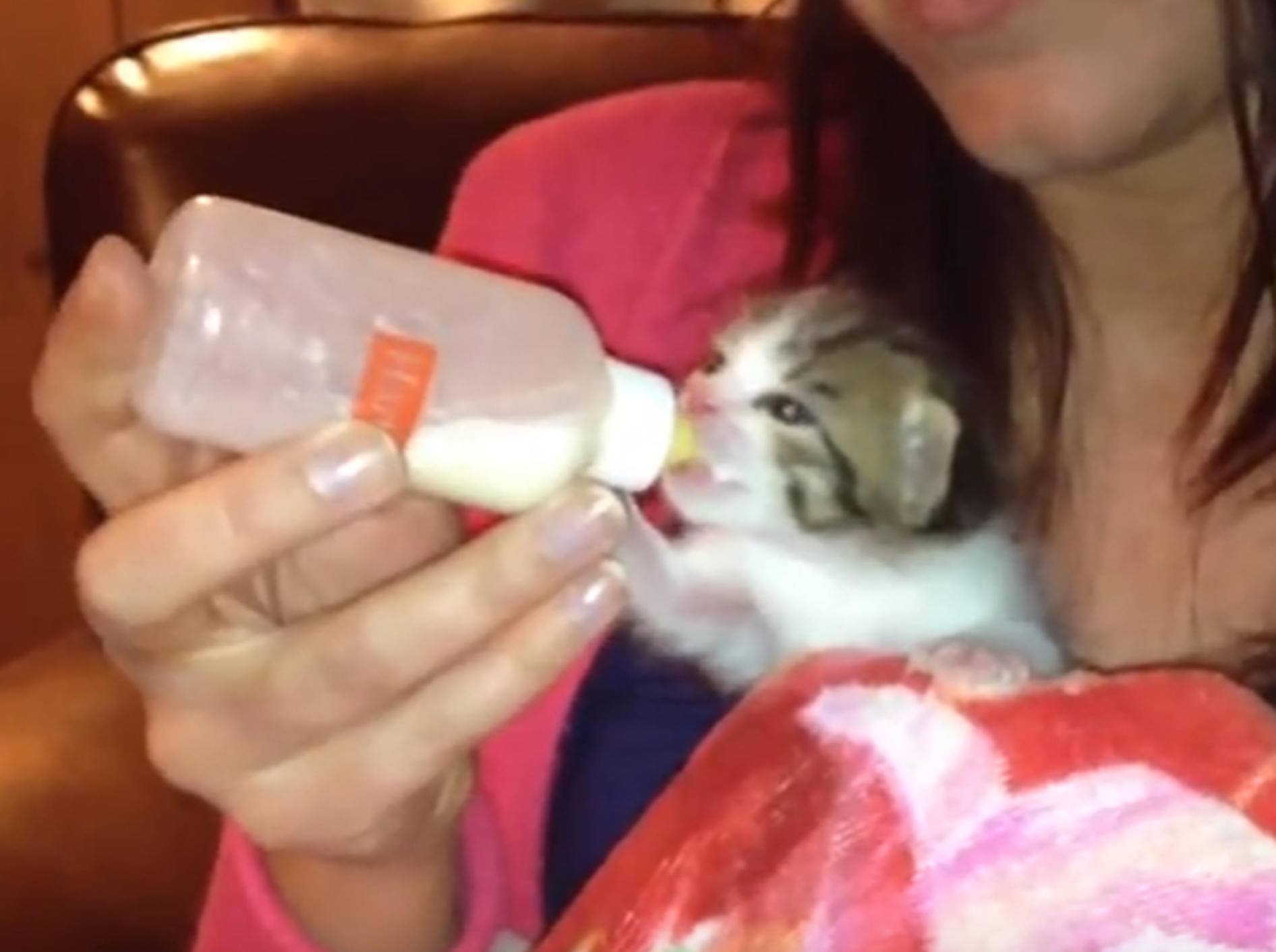 Katzenbaby Moses trinkt sein Fläschchen - YouTube milkdrinkingfool