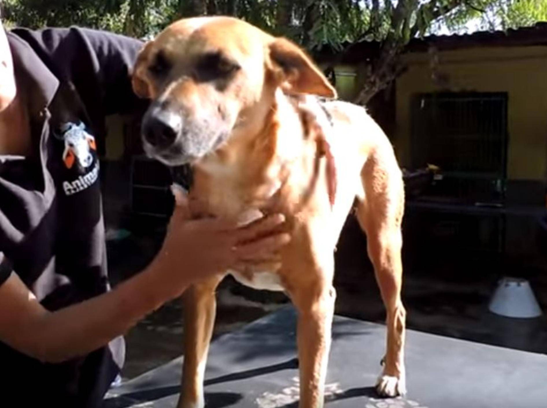 Dieser süße Hund aus Indien überlebt dank dem Mut und Engagement seiner zweibeinigen Retter – YouTube / Animal Aid Unlimited India