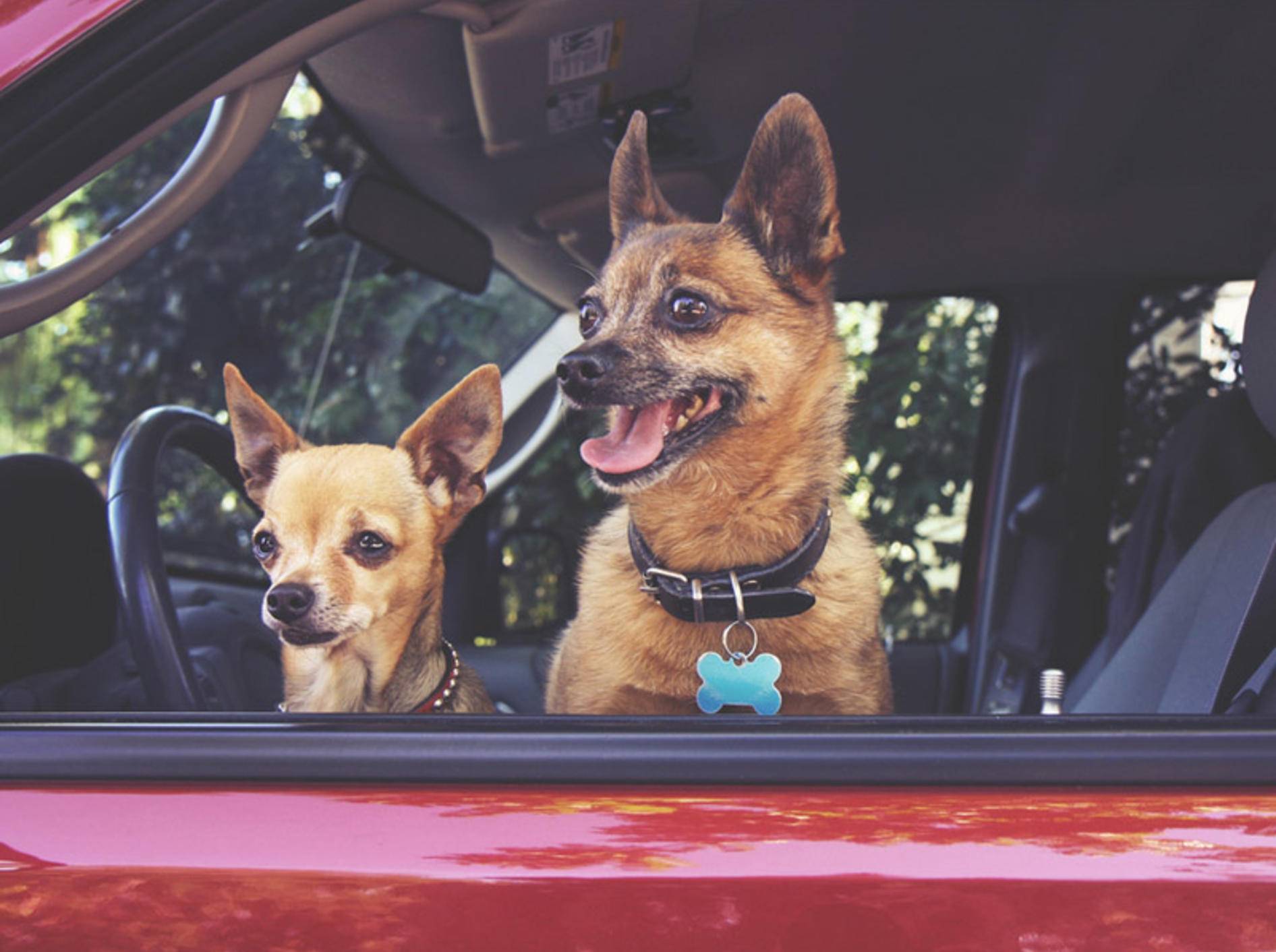 Ist ein Hund im Auto eingesperrt, dürfen Sie im Notfall die Scheibe einschlagen – Shutterstock / Annette Shaff