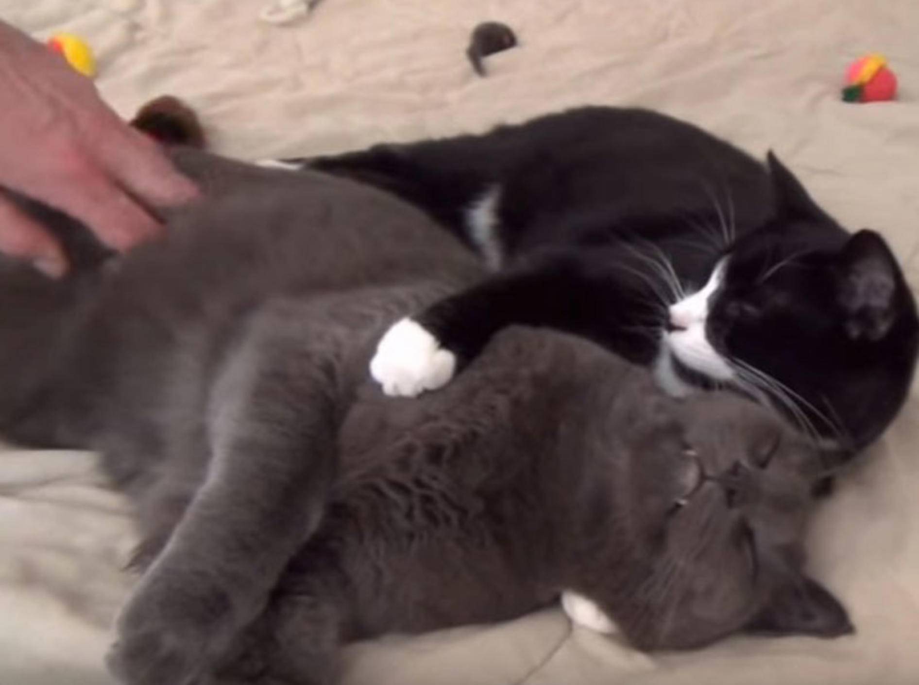 Katzenliebe untereinander und zwischen Mensch und Tier – YouTube / The Kits Cats