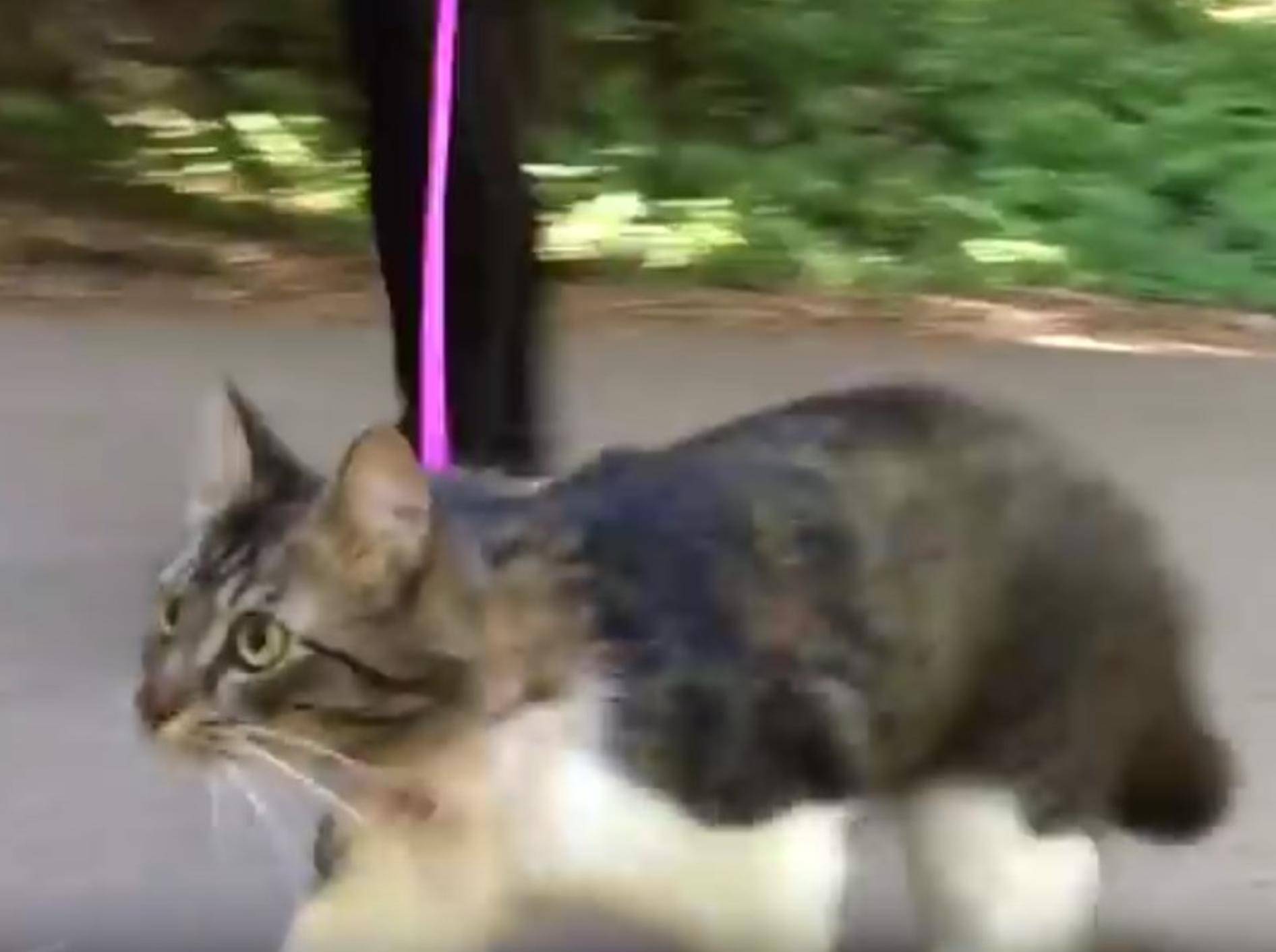 Katze Rosie hat richtig Spaß im Wald – genau wie ihre Hundefreunde – YouTube / Lilothehusky